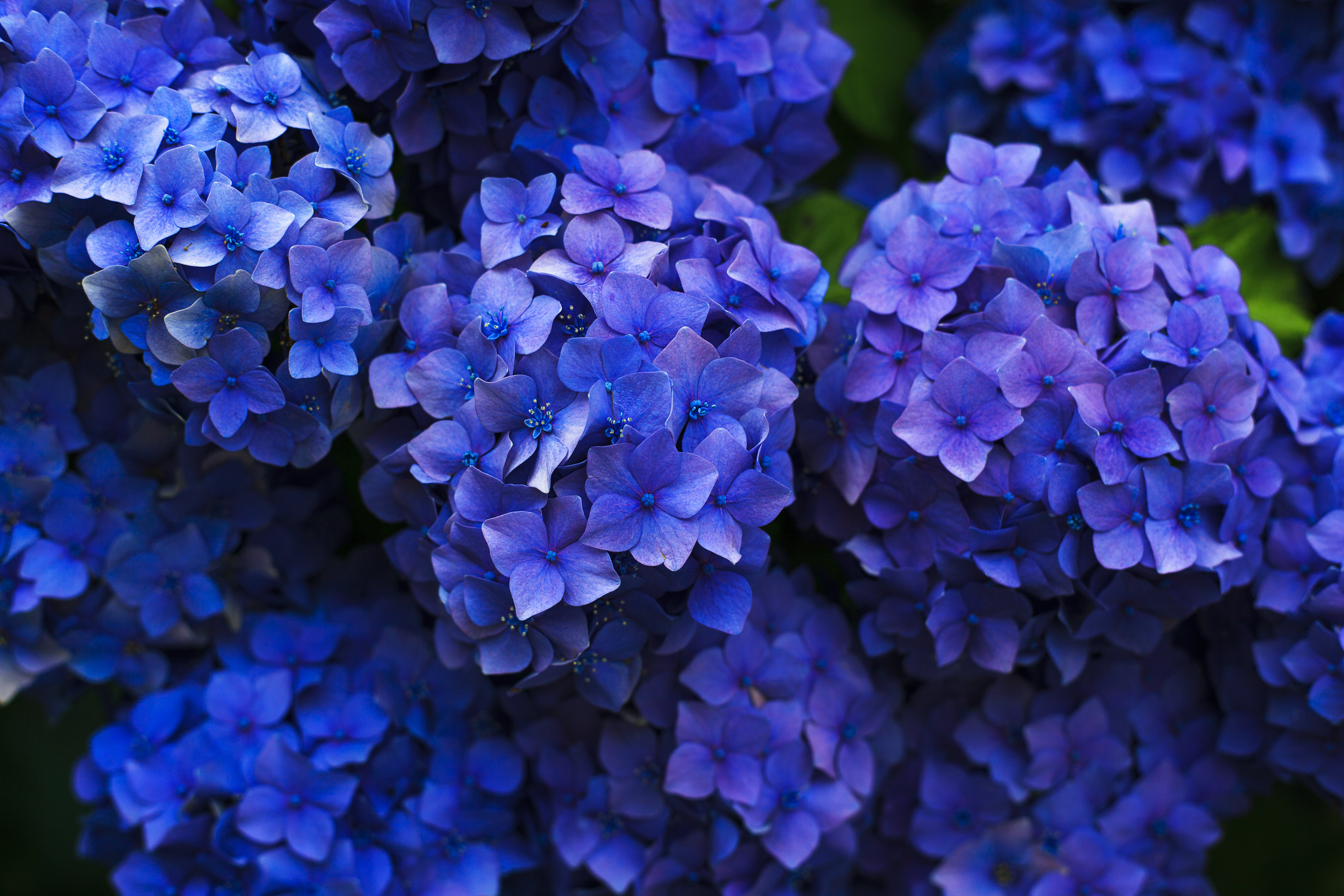 Download mobile wallpaper Nature, Flowers, Flower, Earth, Hydrangea, Blue Flower for free.