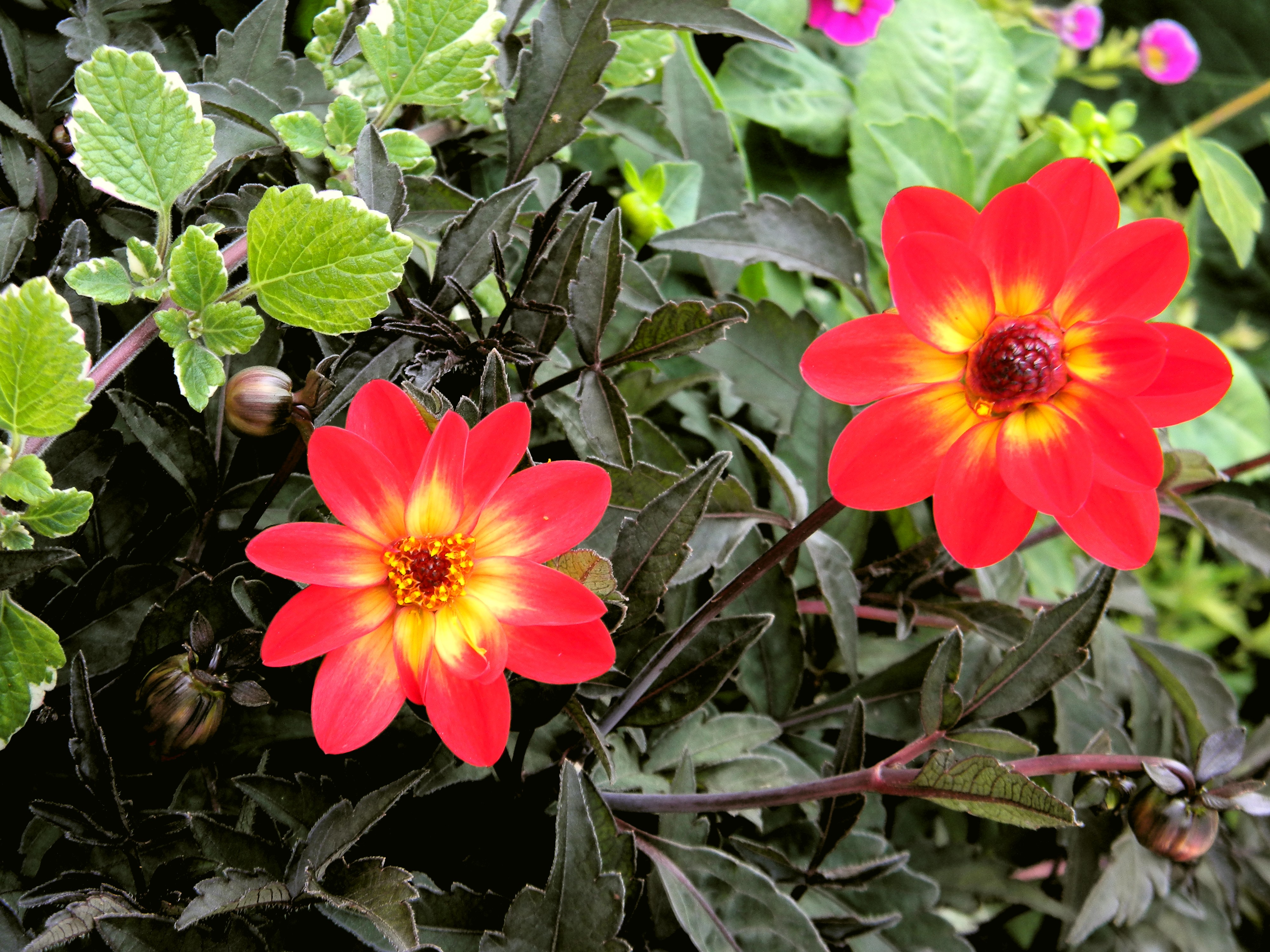 Téléchargez gratuitement l'image Fleurs, Fleur, Terre/nature sur le bureau de votre PC