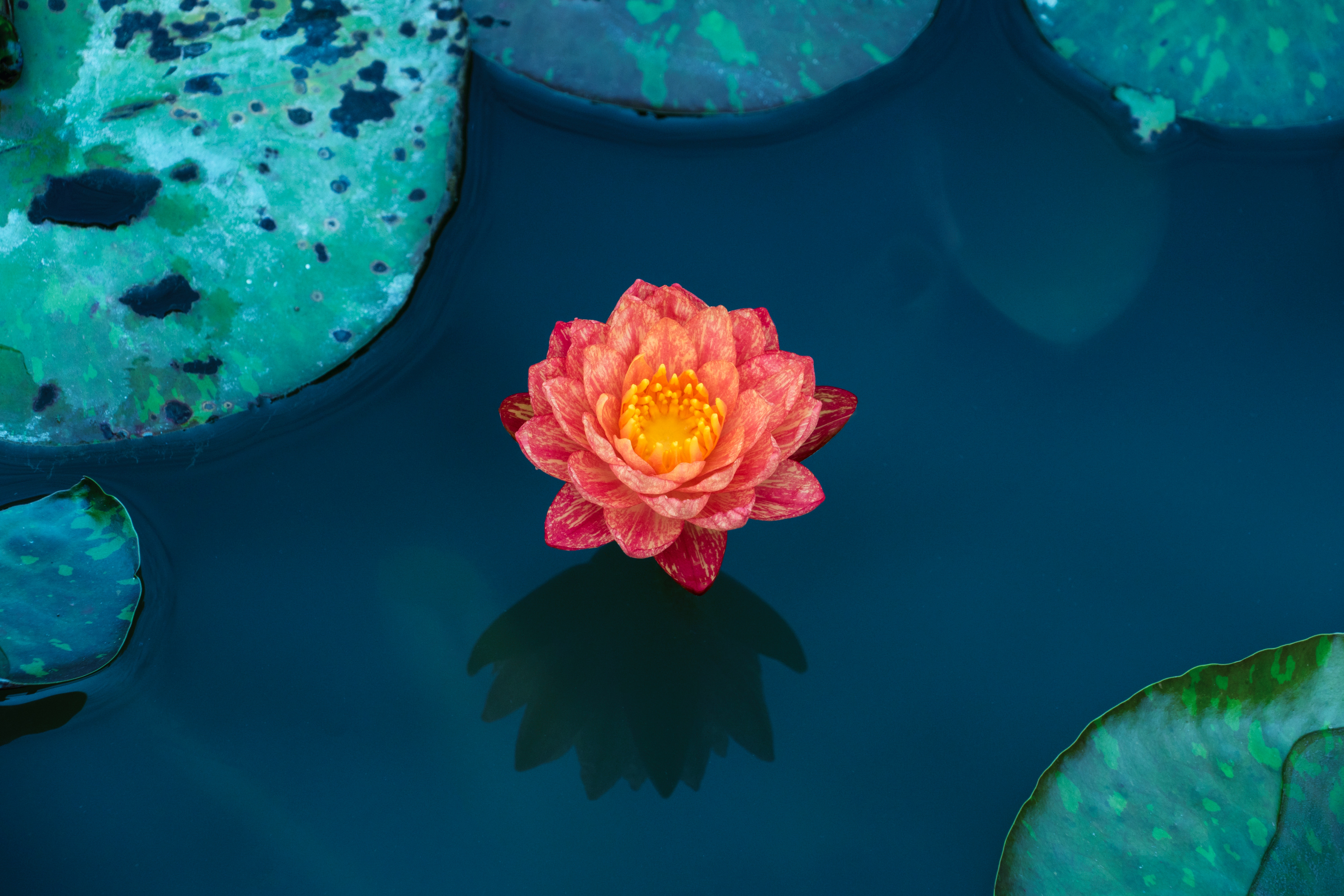lotus, water lily, leaves, flowers, water, petals QHD