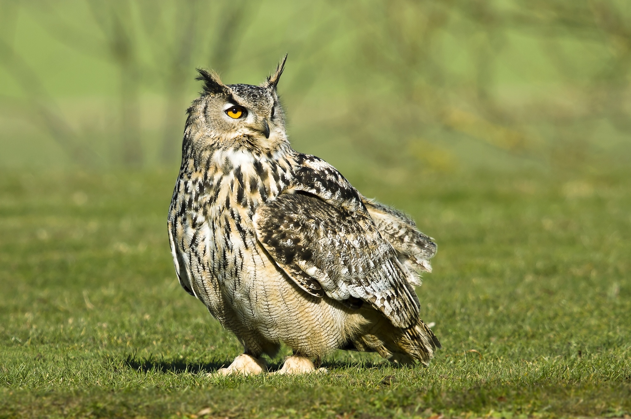 Download mobile wallpaper Great Horned Owl, Birds, Animal for free.
