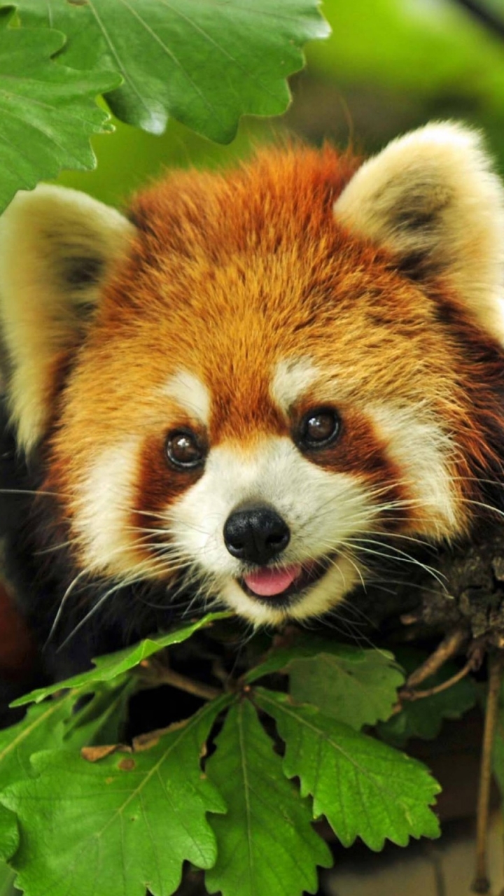Handy-Wallpaper Tiere, Baum, Süß, Kleiner Panda kostenlos herunterladen.