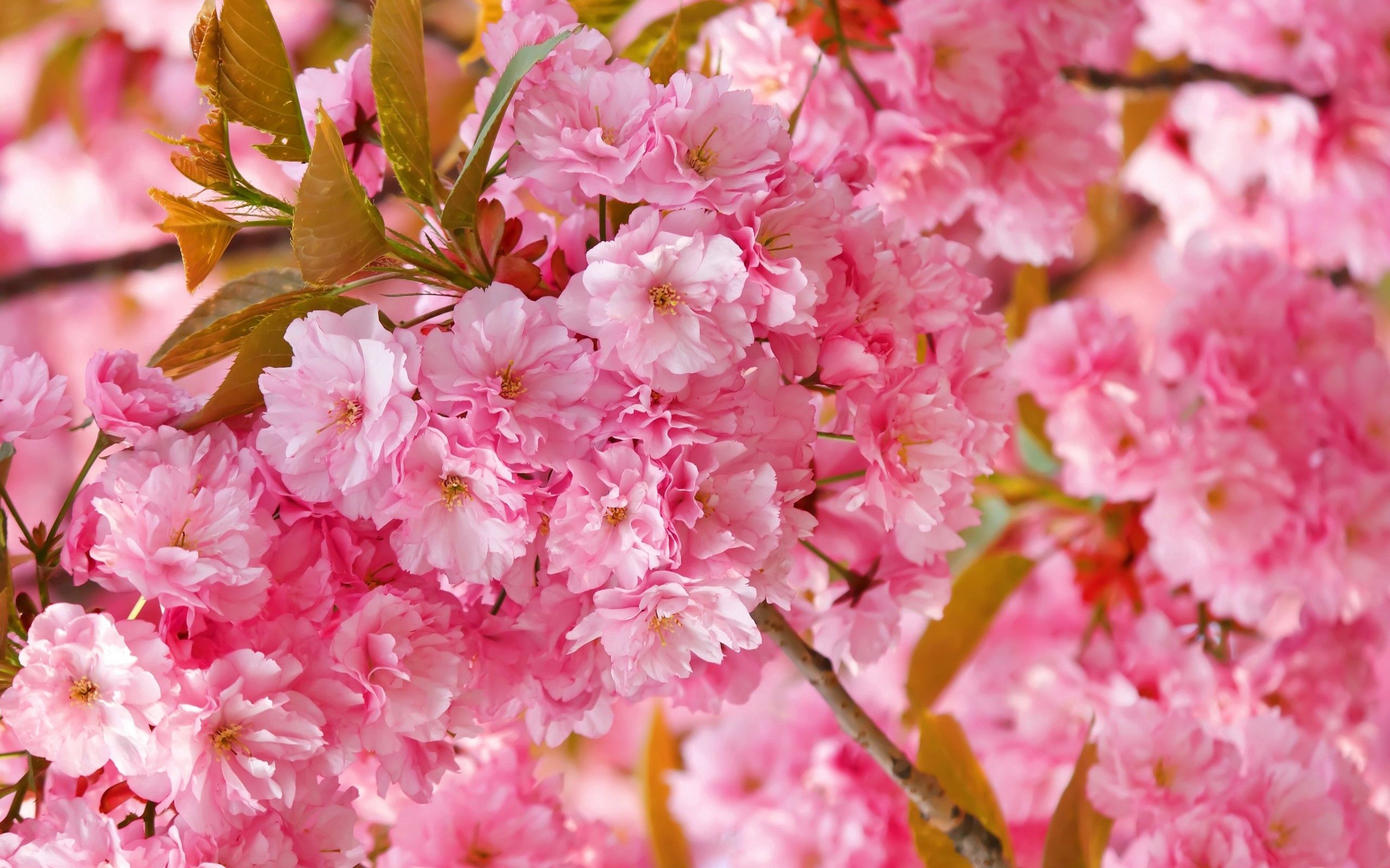 Desktop FHD spring, macro, plant, flowers, pink, petals