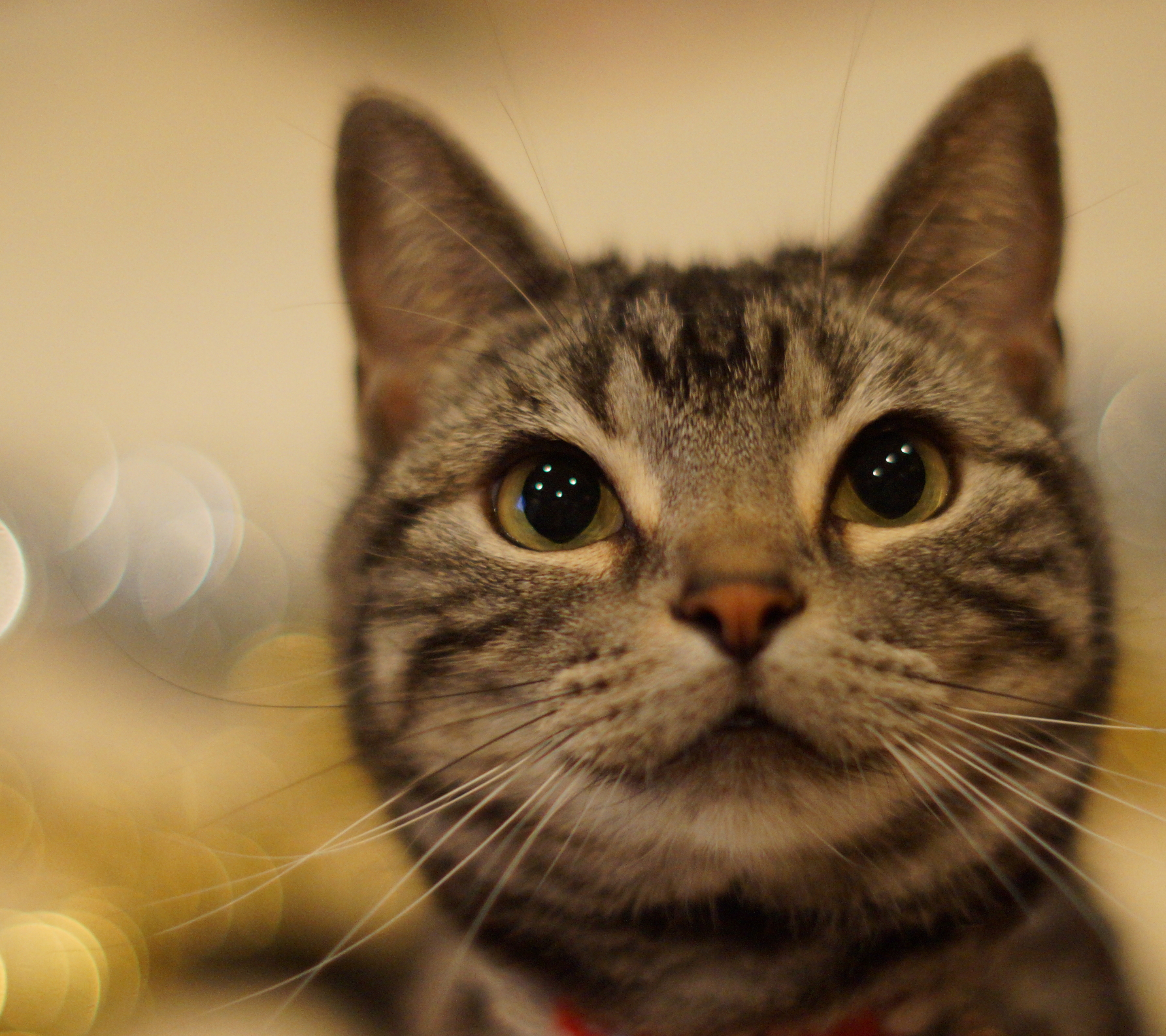 Laden Sie das Tiere, Katzen, Katze, Nahansicht, Bokeh-Bild kostenlos auf Ihren PC-Desktop herunter