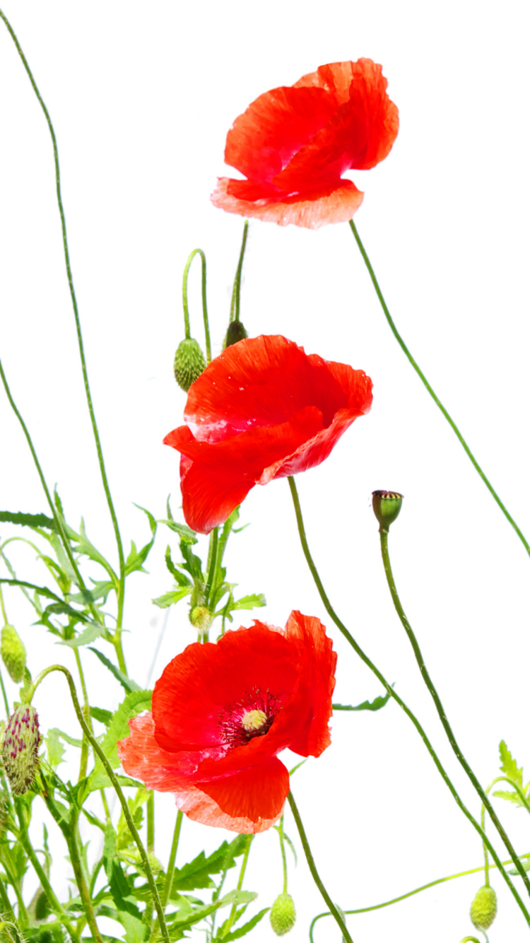 Handy-Wallpaper Blumen, Mohn, Blume, Rote Blume, Erde/natur kostenlos herunterladen.