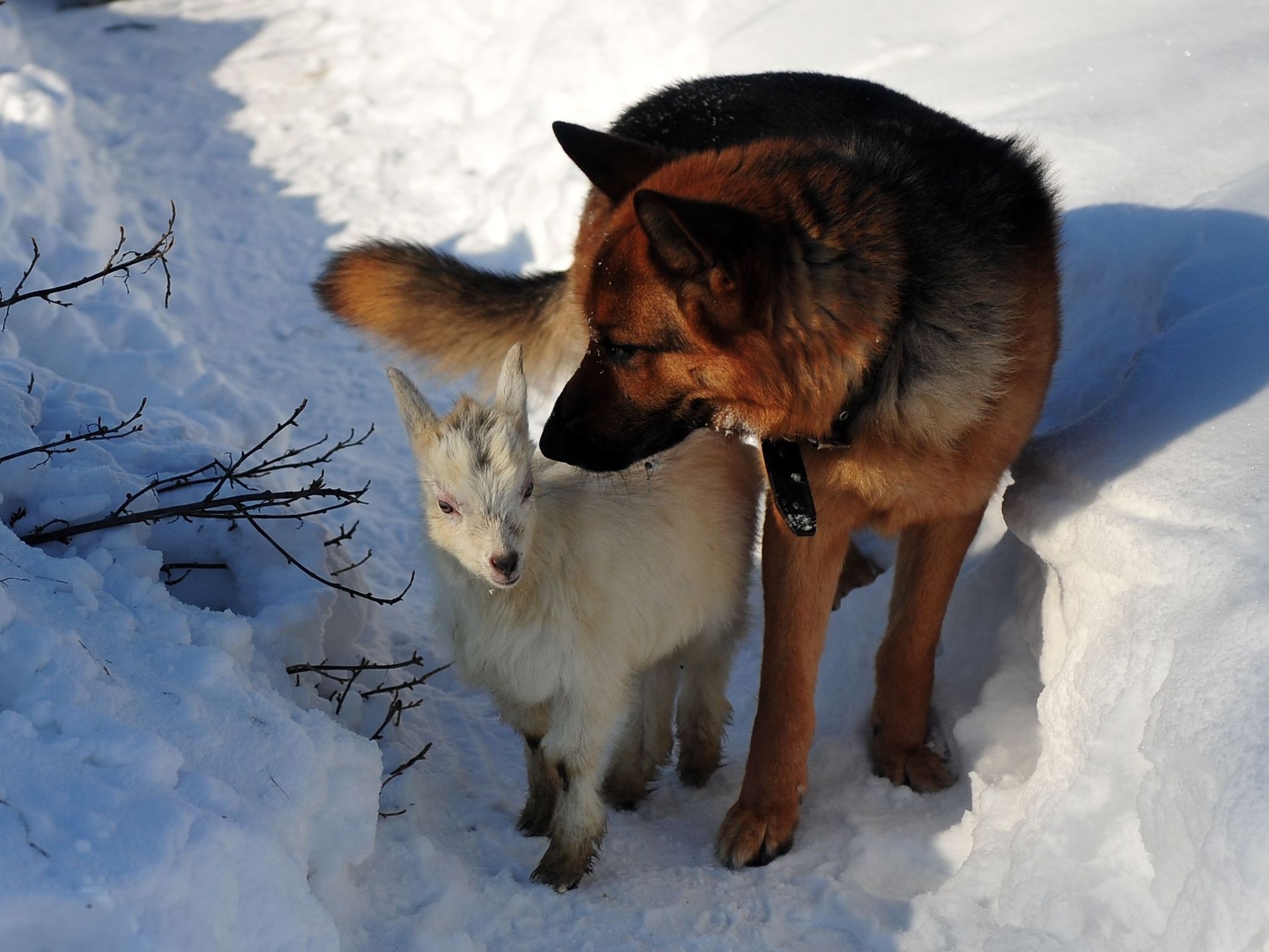 139689 Bild herunterladen hund, tiere, winter, schnee, jagd - Hintergrundbilder und Bildschirmschoner kostenlos