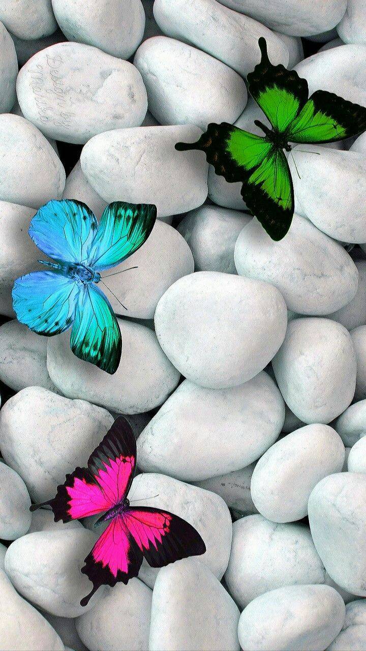 Download mobile wallpaper Butterfly, Stone, Animal for free.