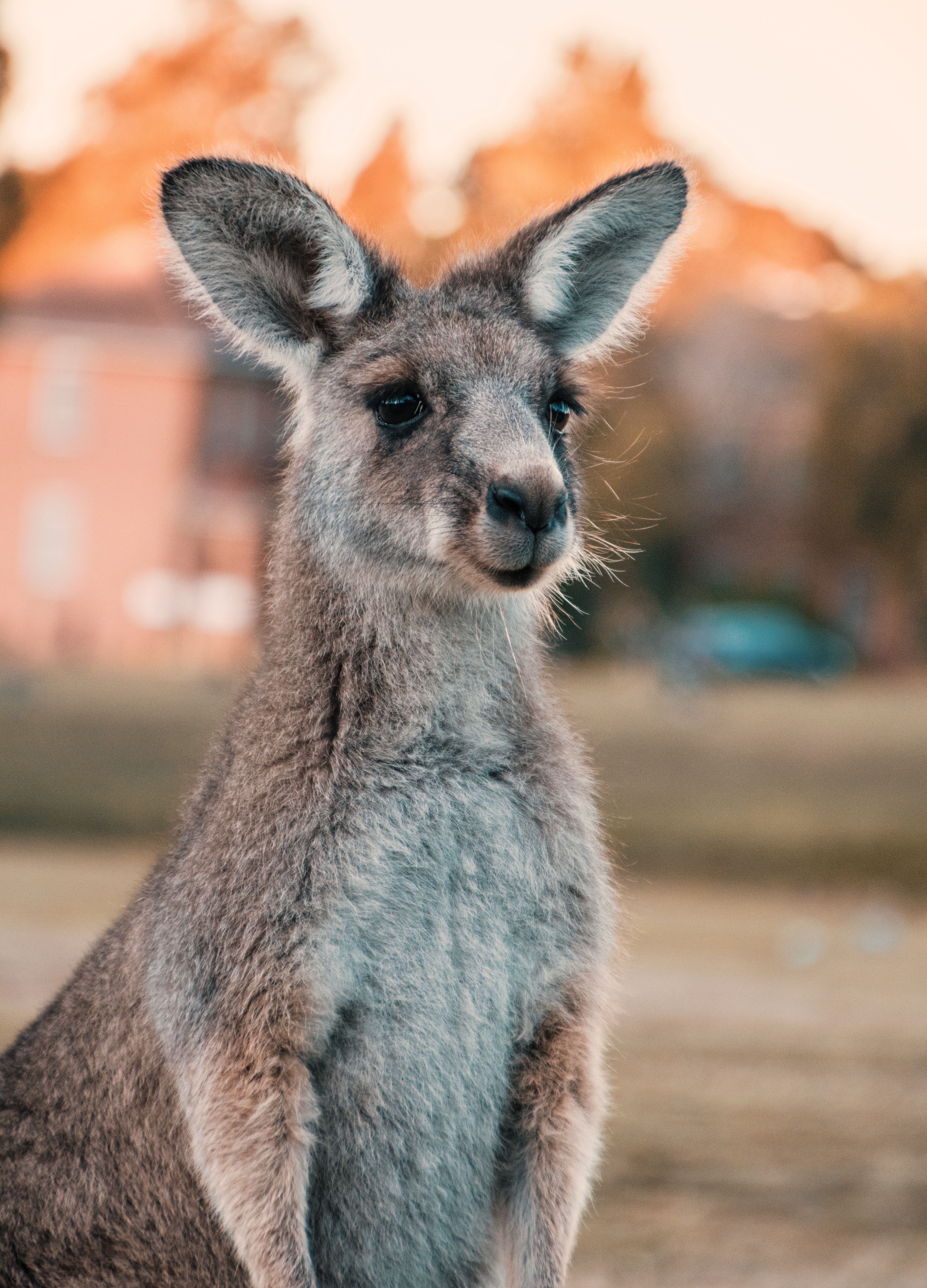 126700 скачать картинку австралия, животные, кенгуру, взгляд, милый, уши - обои и заставки бесплатно