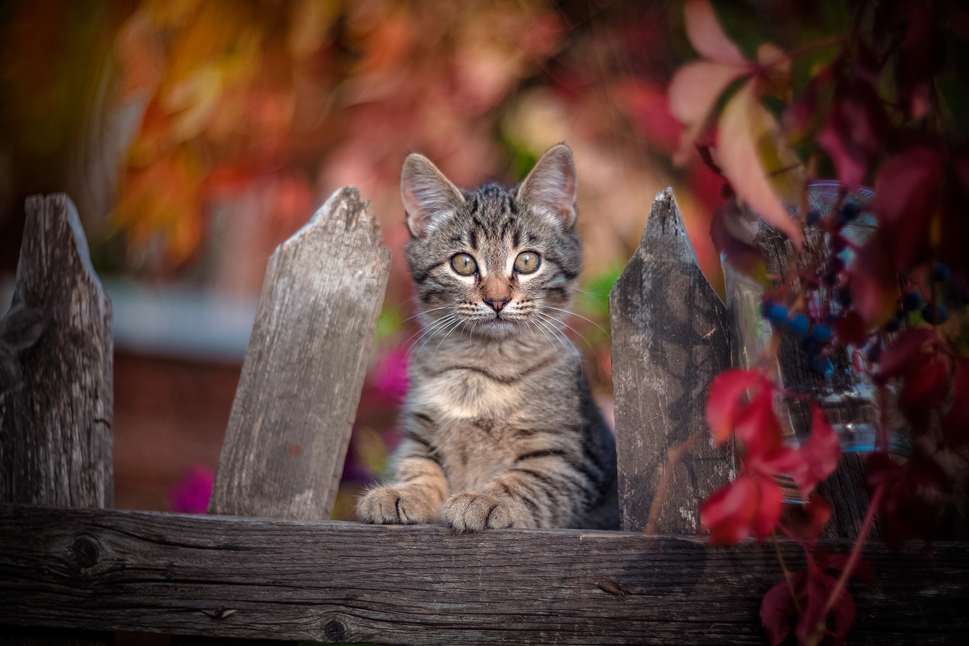 Baixar papel de parede para celular de Animais, Gatos, Gato, Olhar Fixamente gratuito.