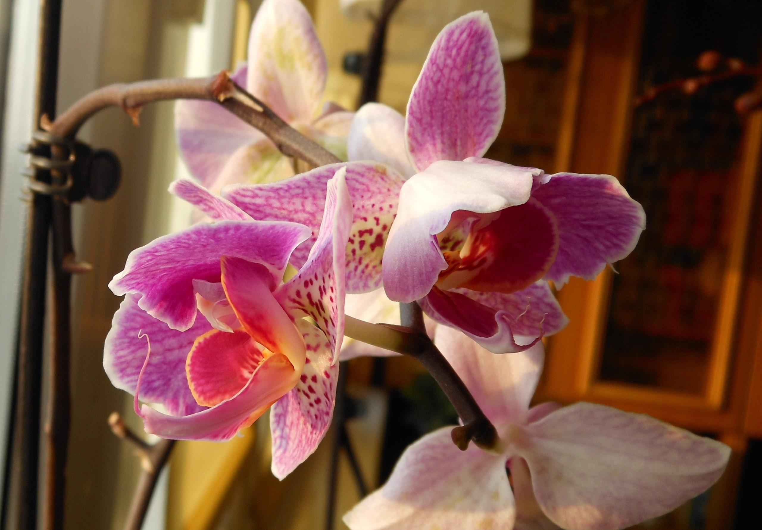 121307 Bild herunterladen blumen, nahaufnahme, ast, zweig, nahansicht, orchidee, orchid - Hintergrundbilder und Bildschirmschoner kostenlos