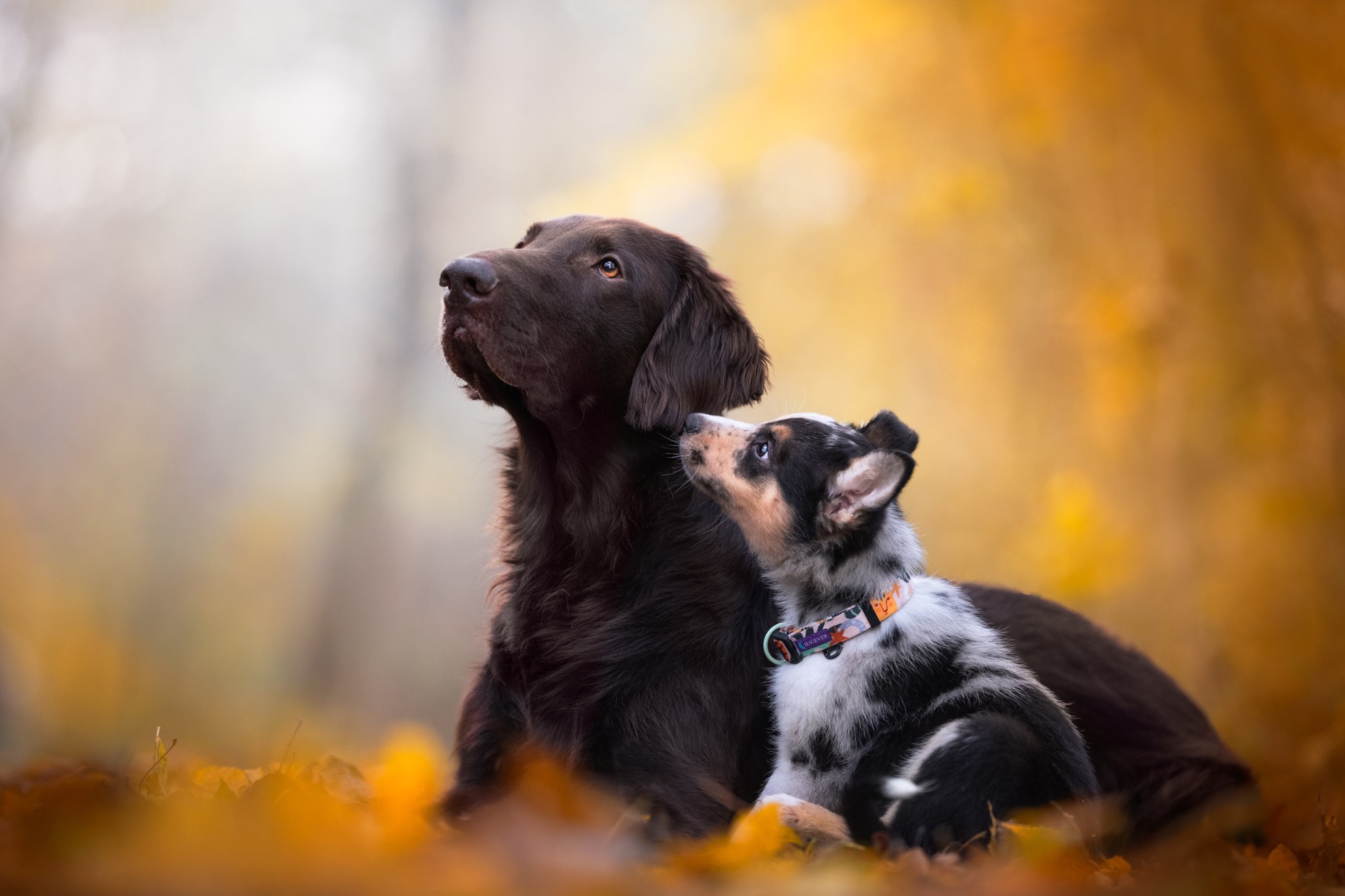 Free download wallpaper Dogs, Dog, Animal, Baby Animal, Depth Of Field on your PC desktop