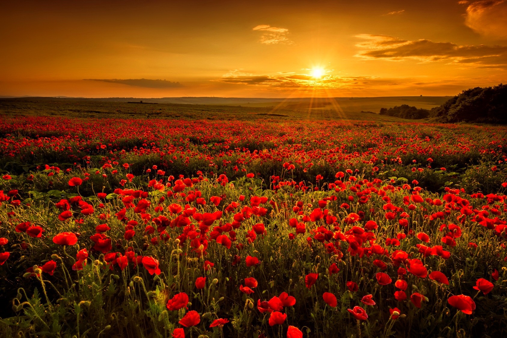 Free download wallpaper Landscape, Flowers, Sun, Flower, Earth, Field, Poppy, Sunbeam, Red Flower on your PC desktop