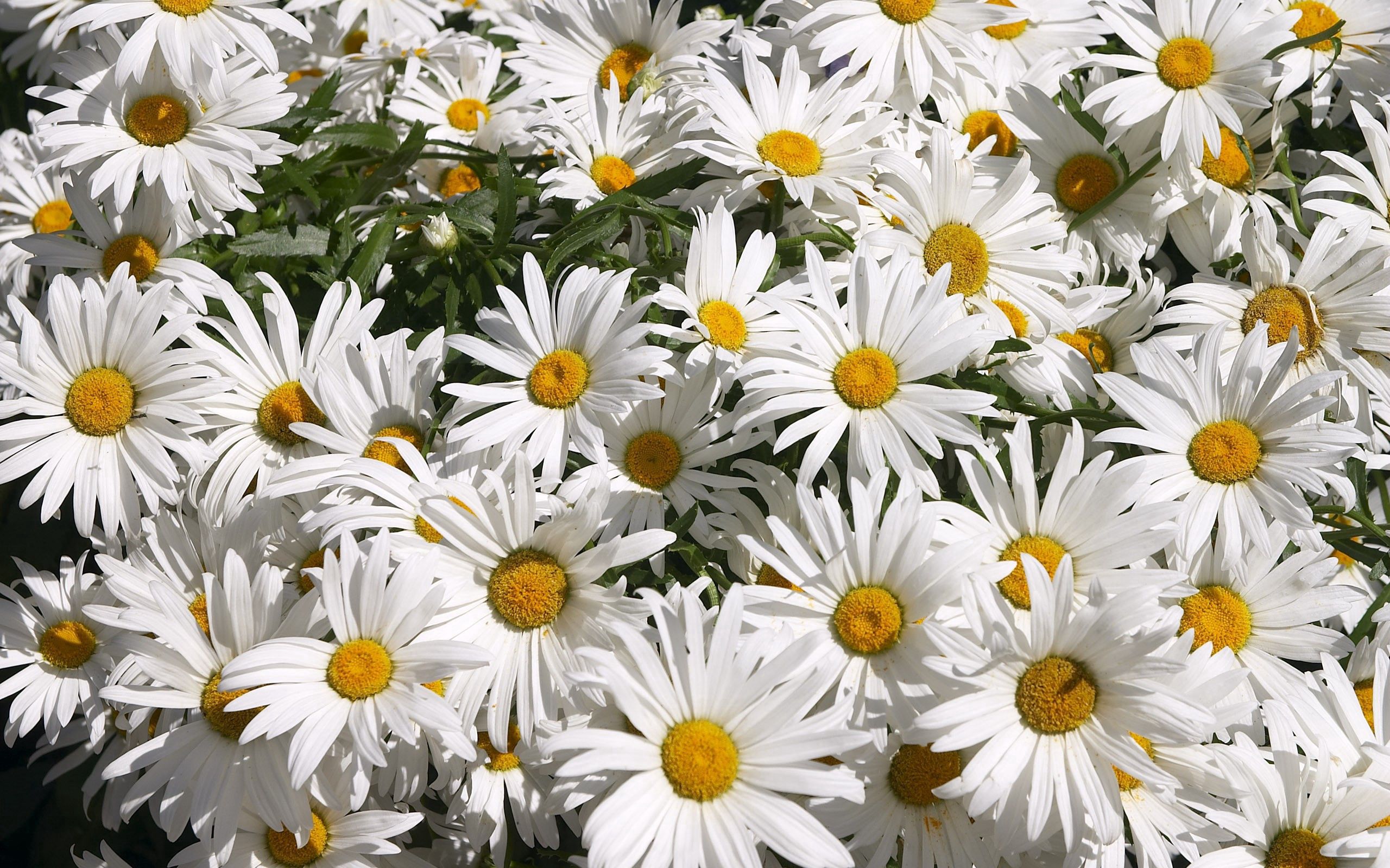 camomile, flowers, greens, lot, mood, sunny cellphone