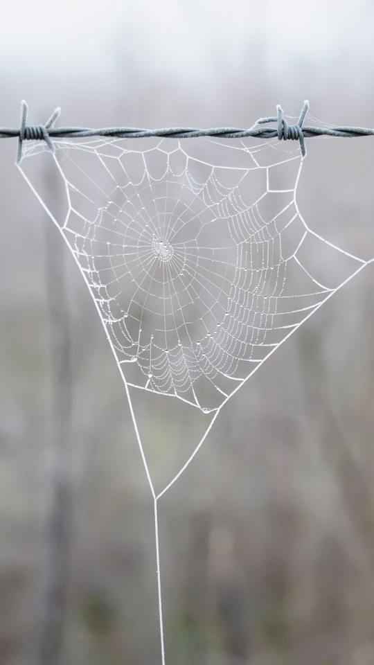 blur, photography, spider web, barb wire