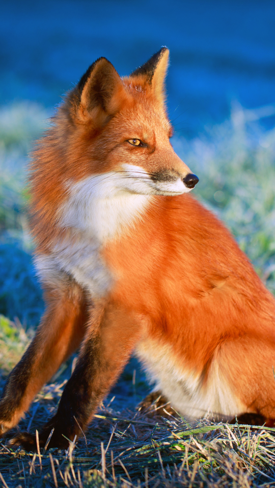 Download mobile wallpaper Fox, Animal for free.