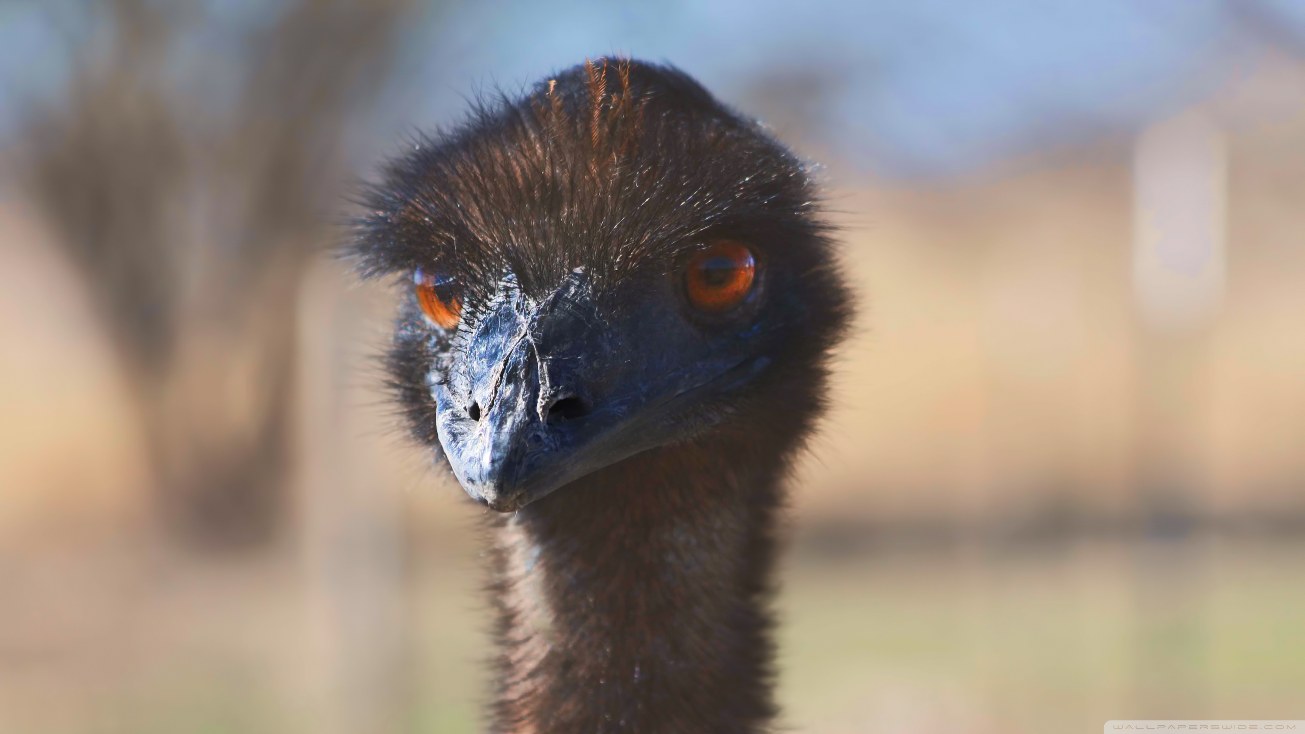 337800 Bild herunterladen tiere, emu, vogel, vögel - Hintergrundbilder und Bildschirmschoner kostenlos