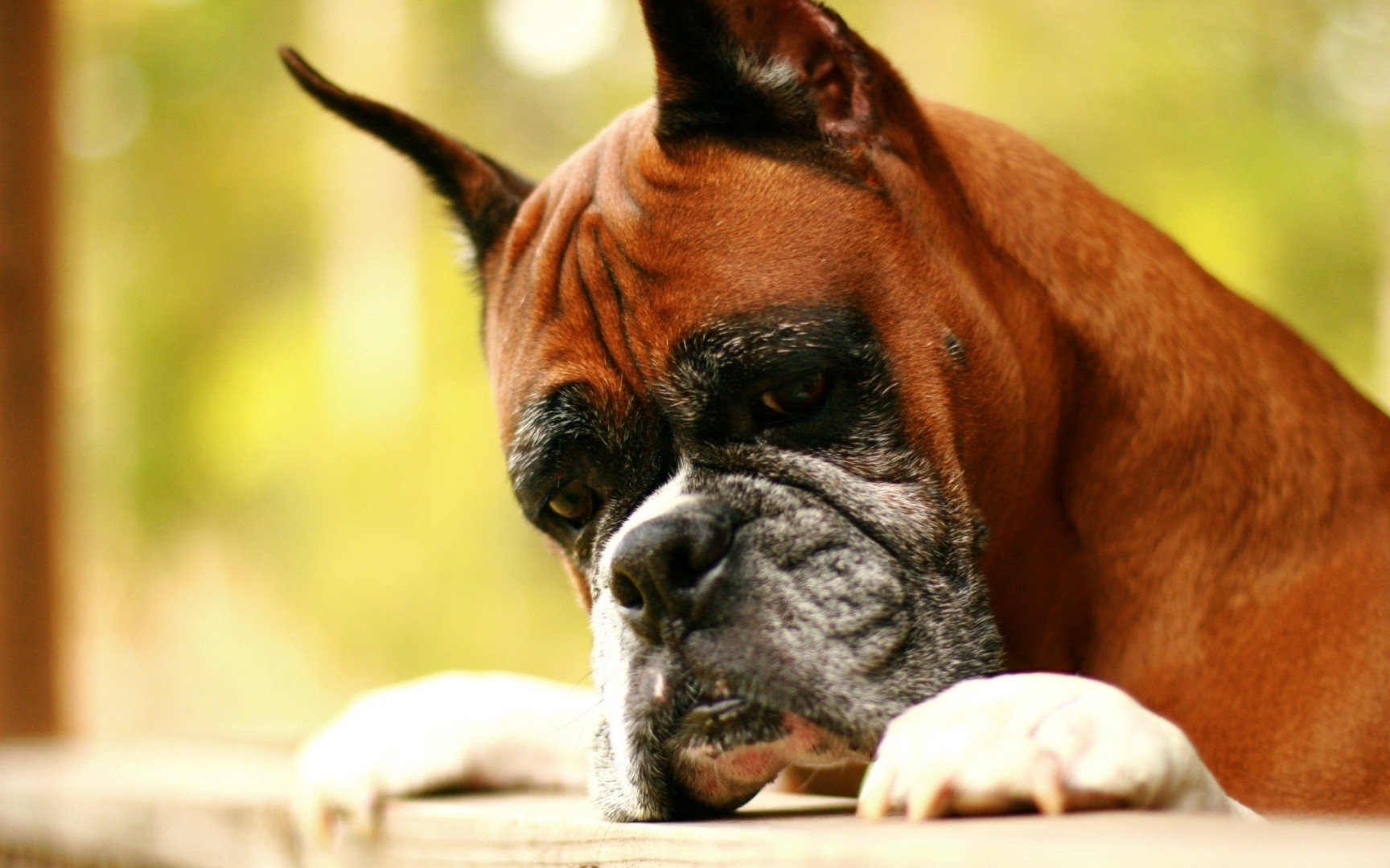 Baixe gratuitamente a imagem Animais, Cães, Cão na área de trabalho do seu PC