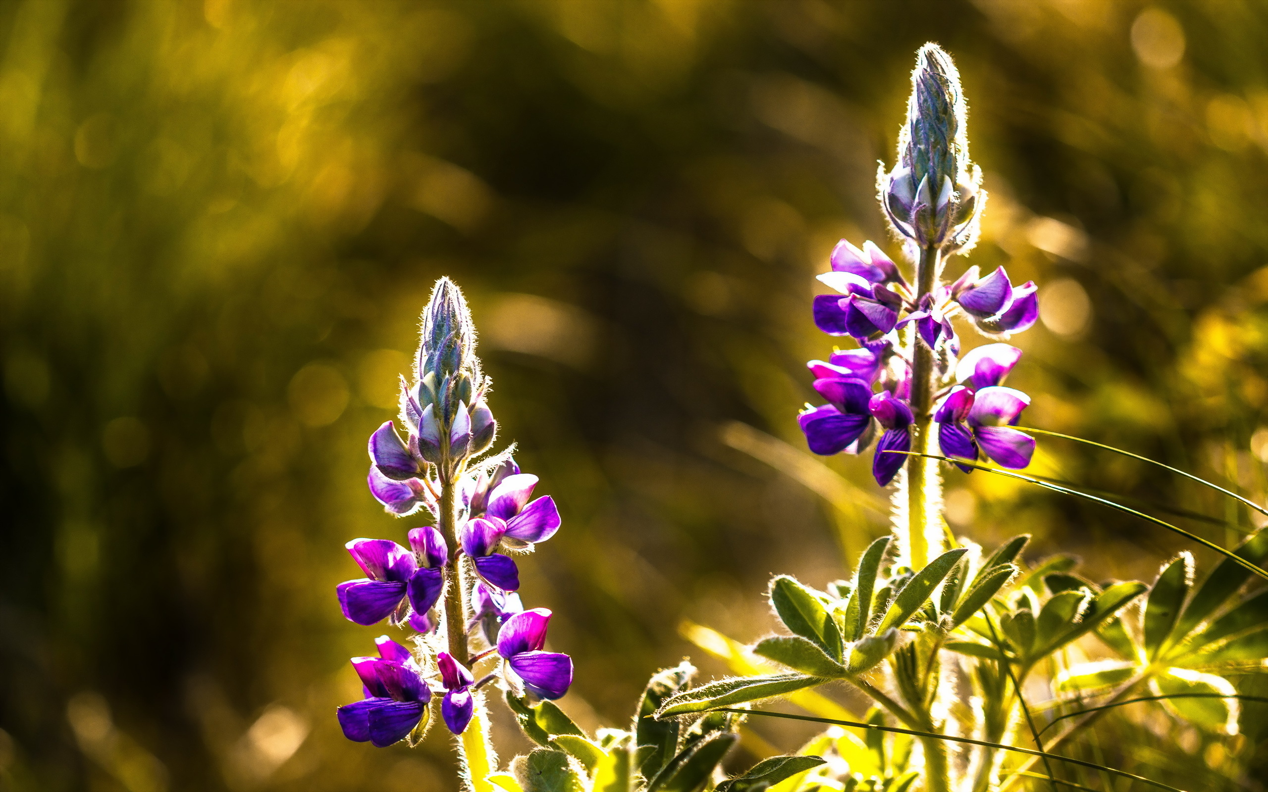 Téléchargez gratuitement l'image Fleurs, Fleur, Terre/nature sur le bureau de votre PC