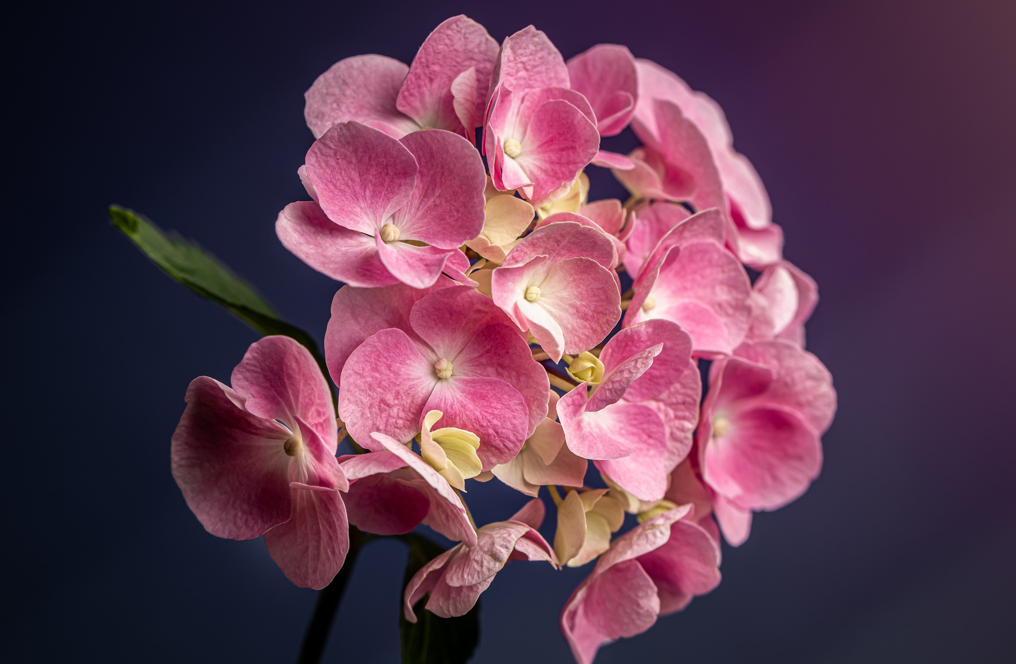 Download mobile wallpaper Flowers, Flower, Macro, Earth, Hydrangea for free.
