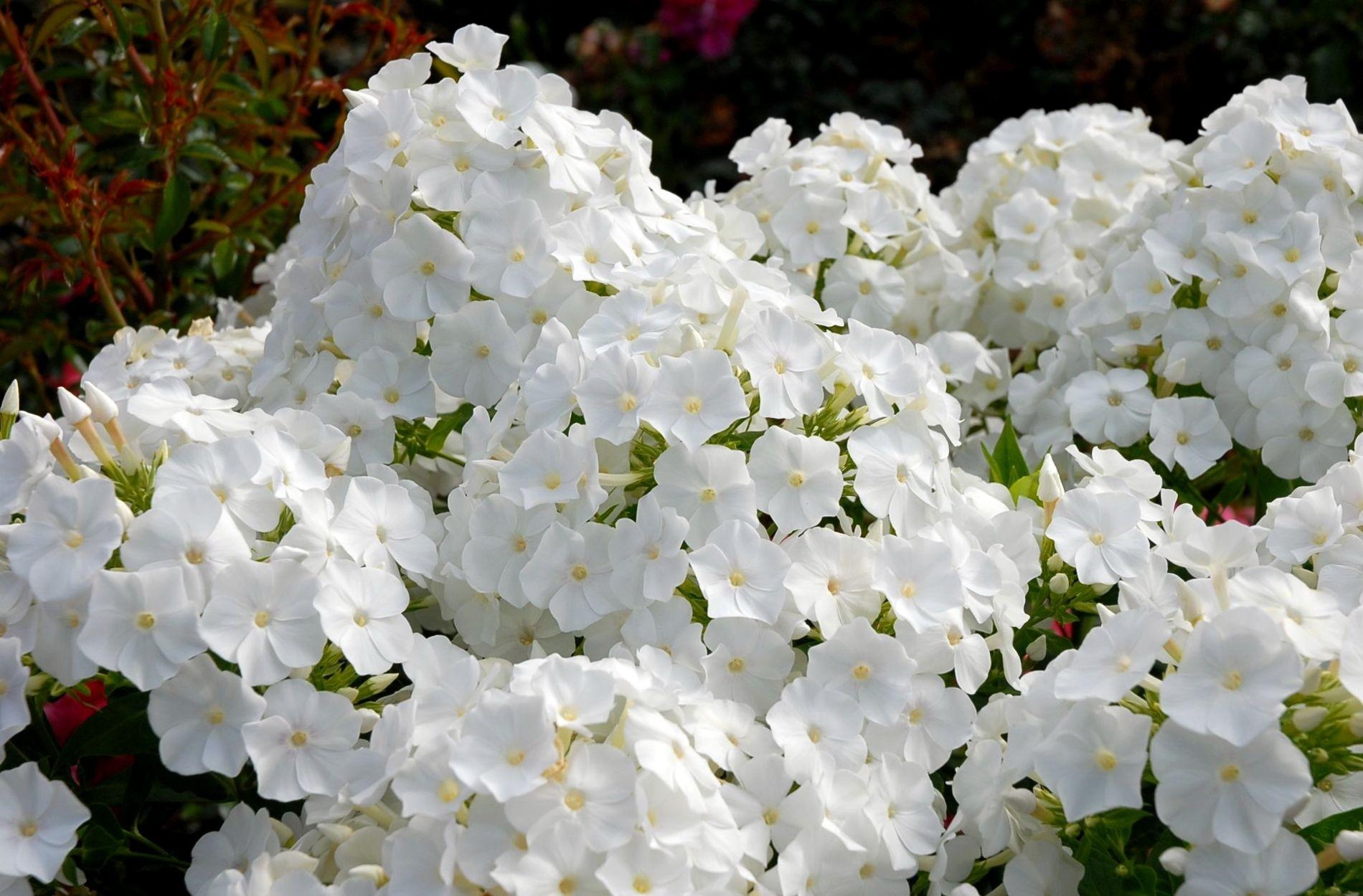 white, flowers, flower bed, phlox, flowerbed, garden, snow white