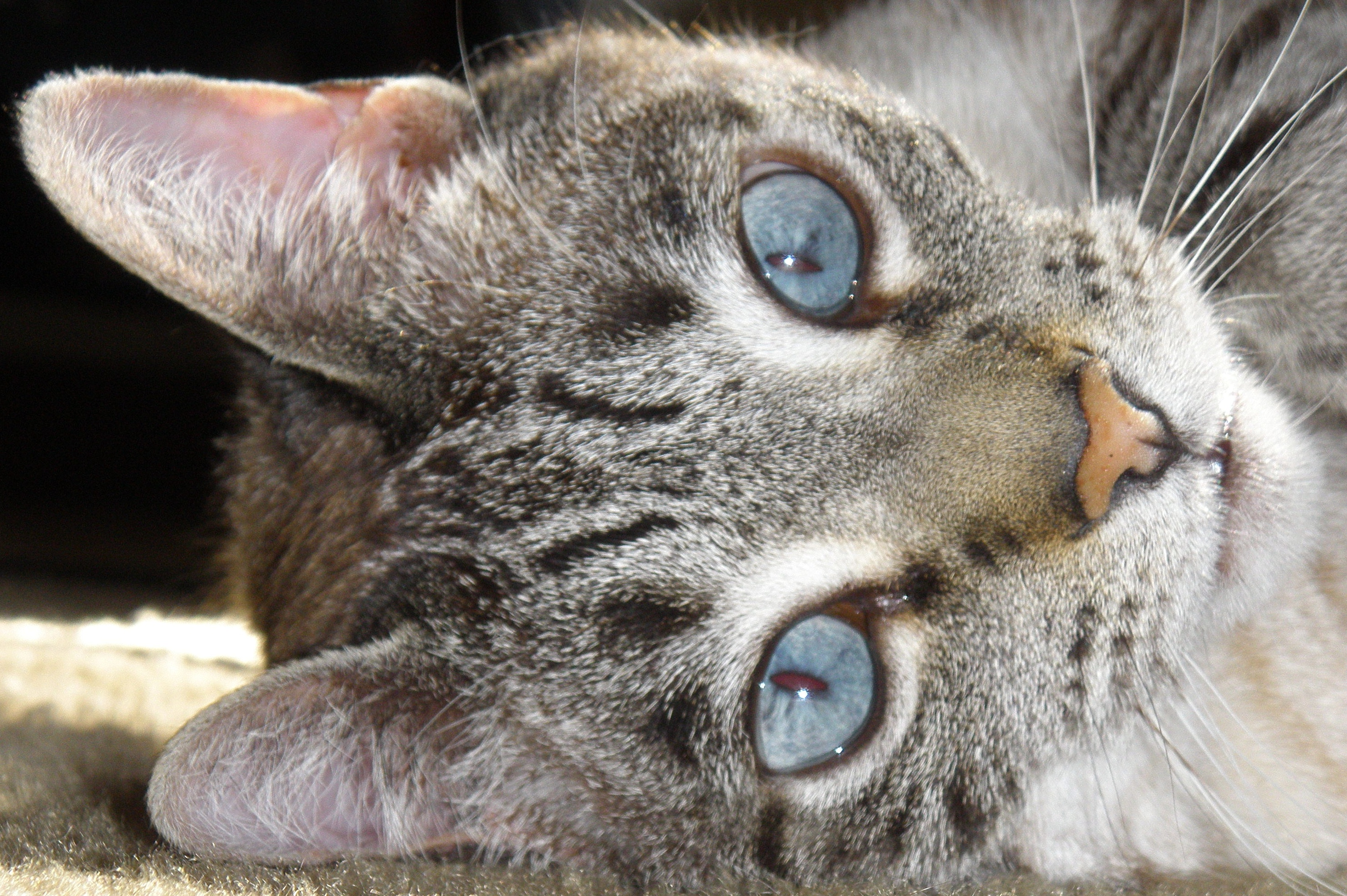 185098 descargar imagen animales, gato, gato atigrado, gatos: fondos de pantalla y protectores de pantalla gratis