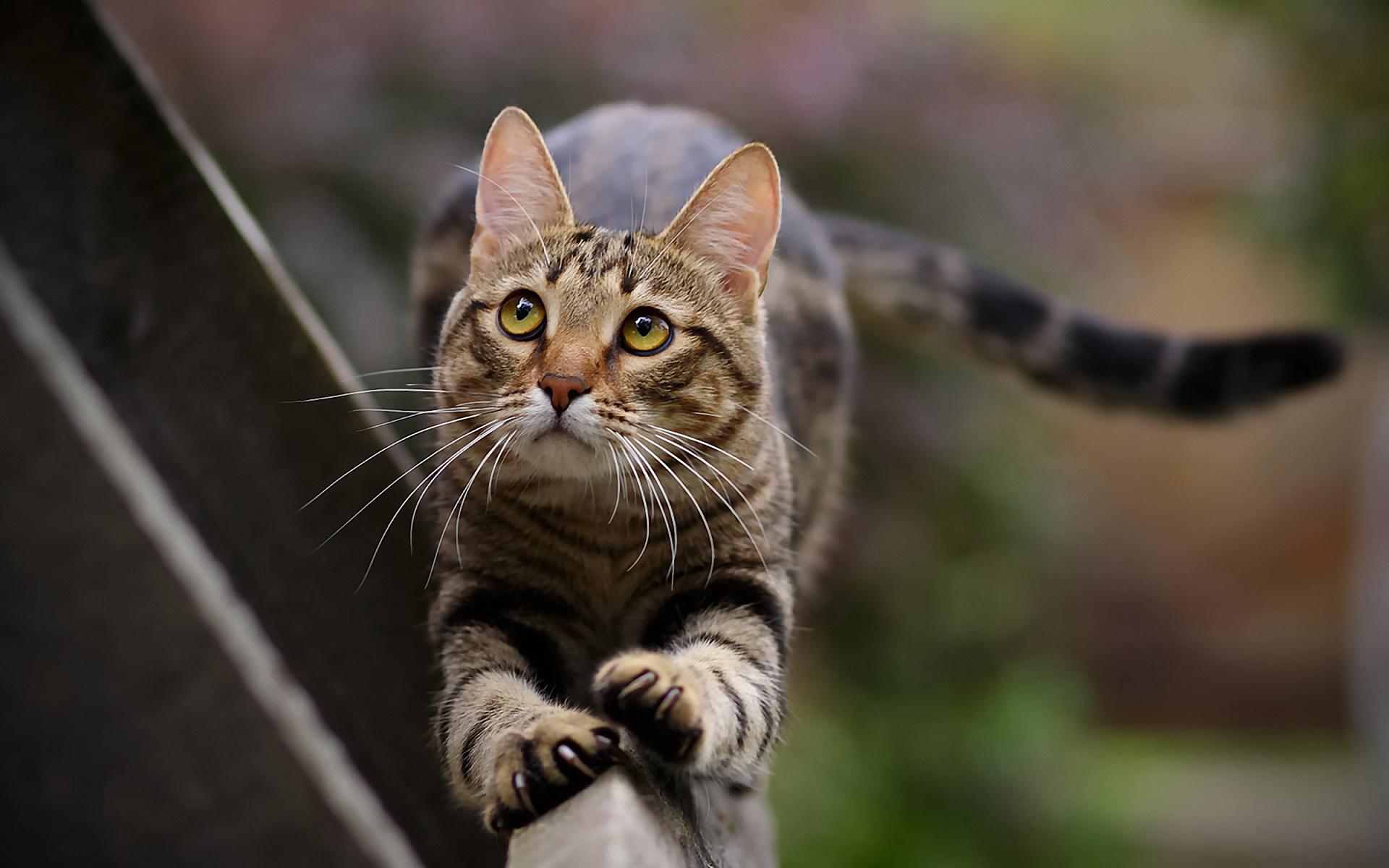 Téléchargez gratuitement l'image Animaux, Chat sur le bureau de votre PC