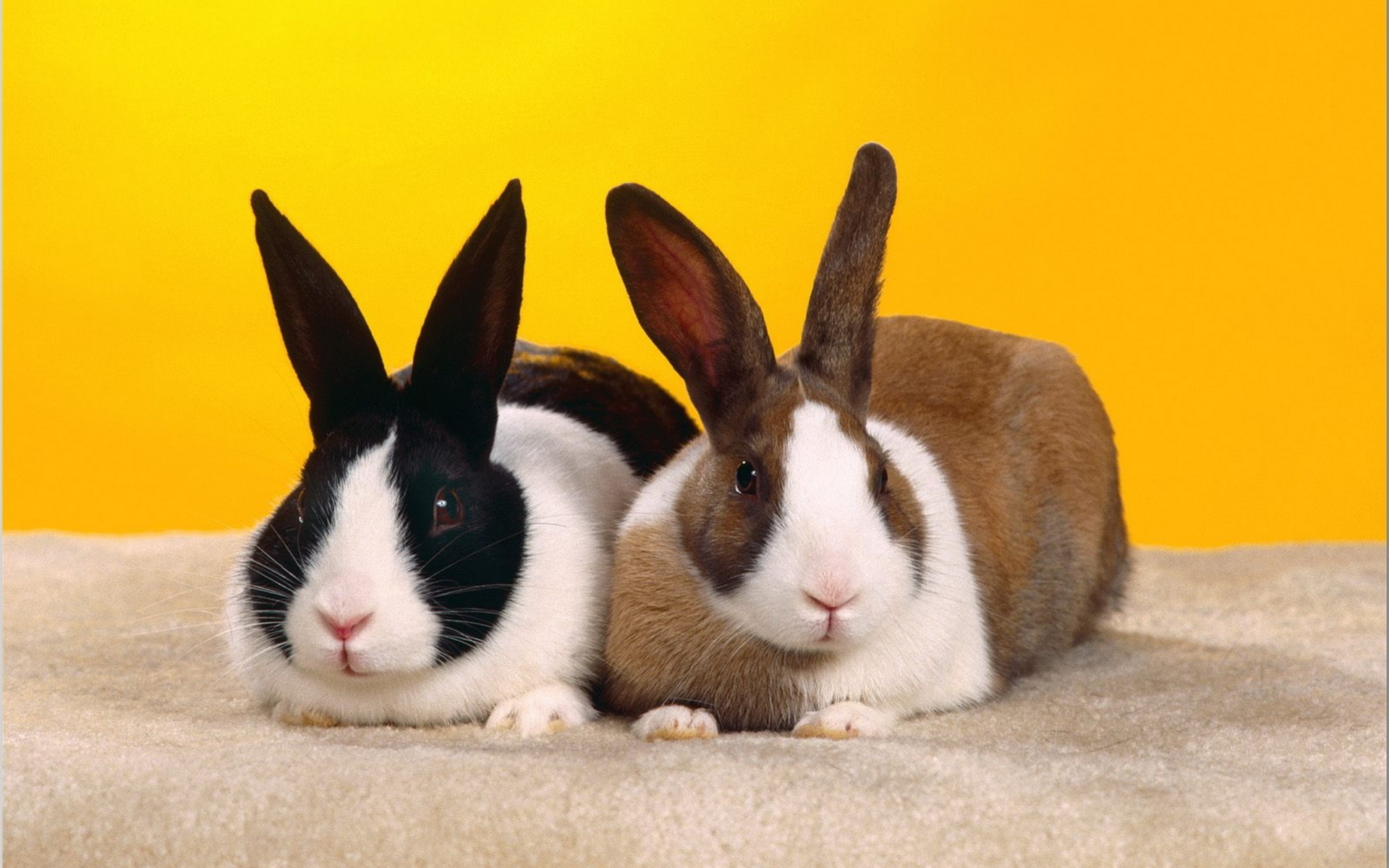 Free download wallpaper Animal, Rabbit on your PC desktop