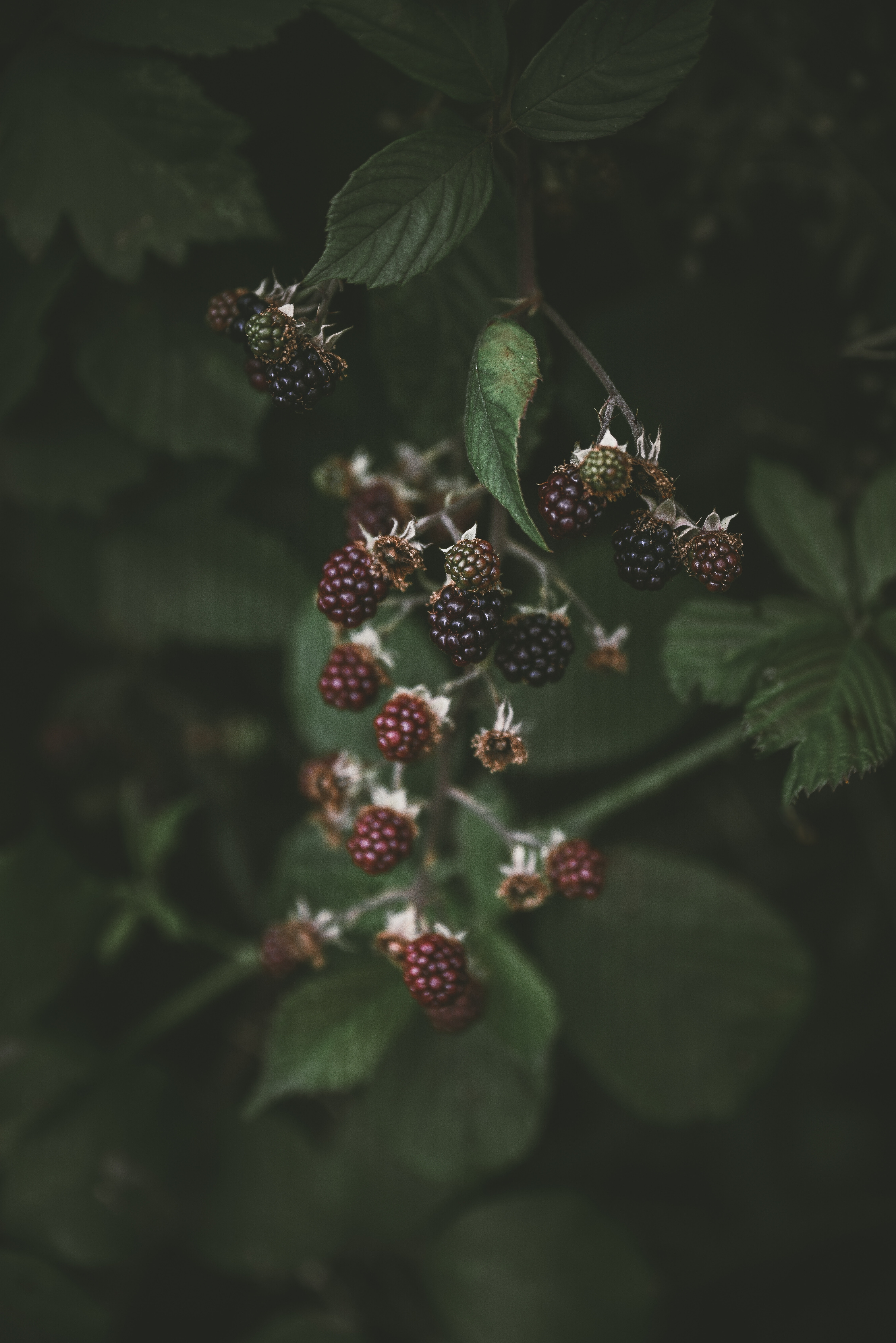 130729 Hintergrundbild herunterladen himbeere, berries, blackberry, makro, unschärfe, glatt - Bildschirmschoner und Bilder kostenlos