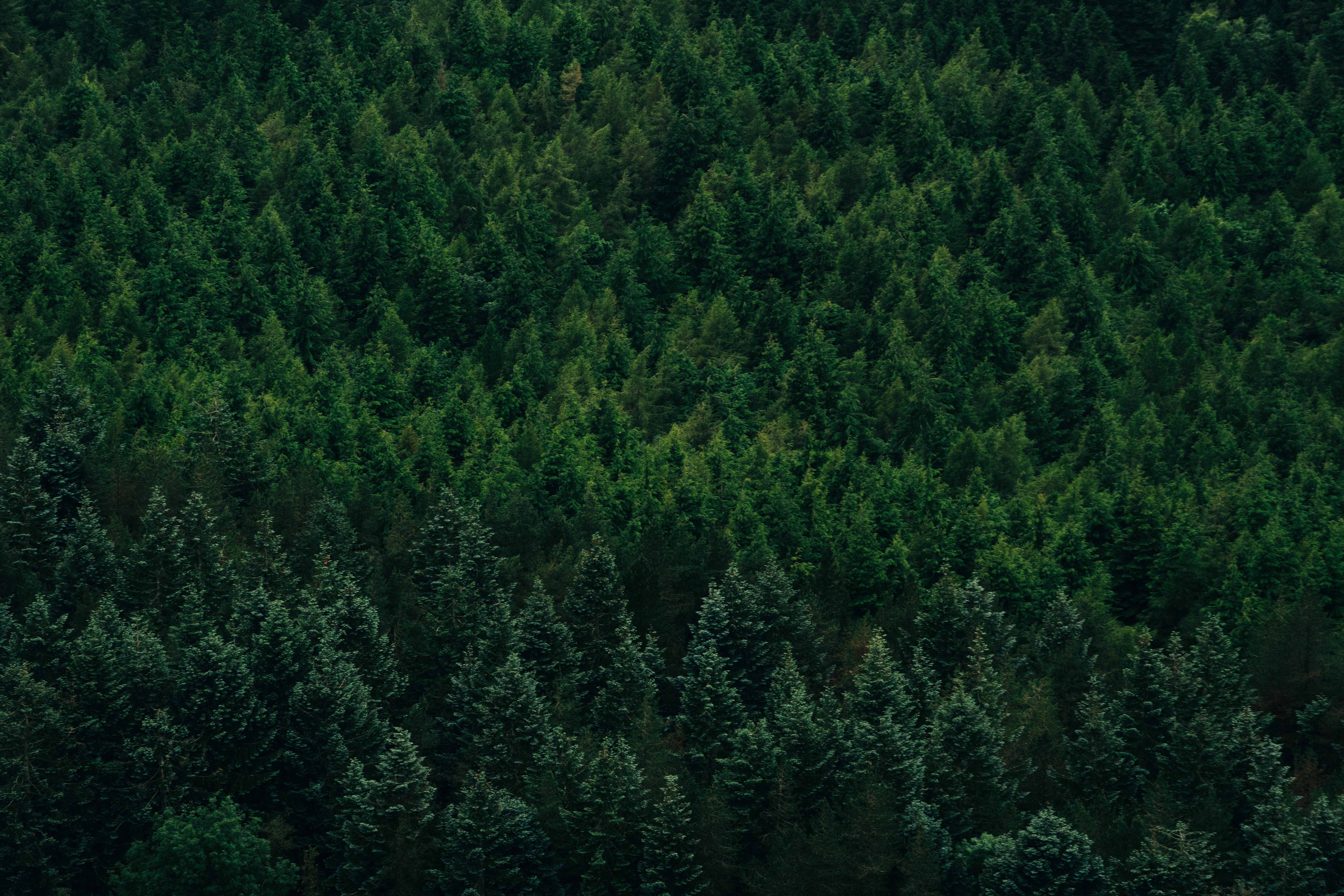 Download mobile wallpaper Coniferous, Trees, View From Above, Nature, Forest for free.
