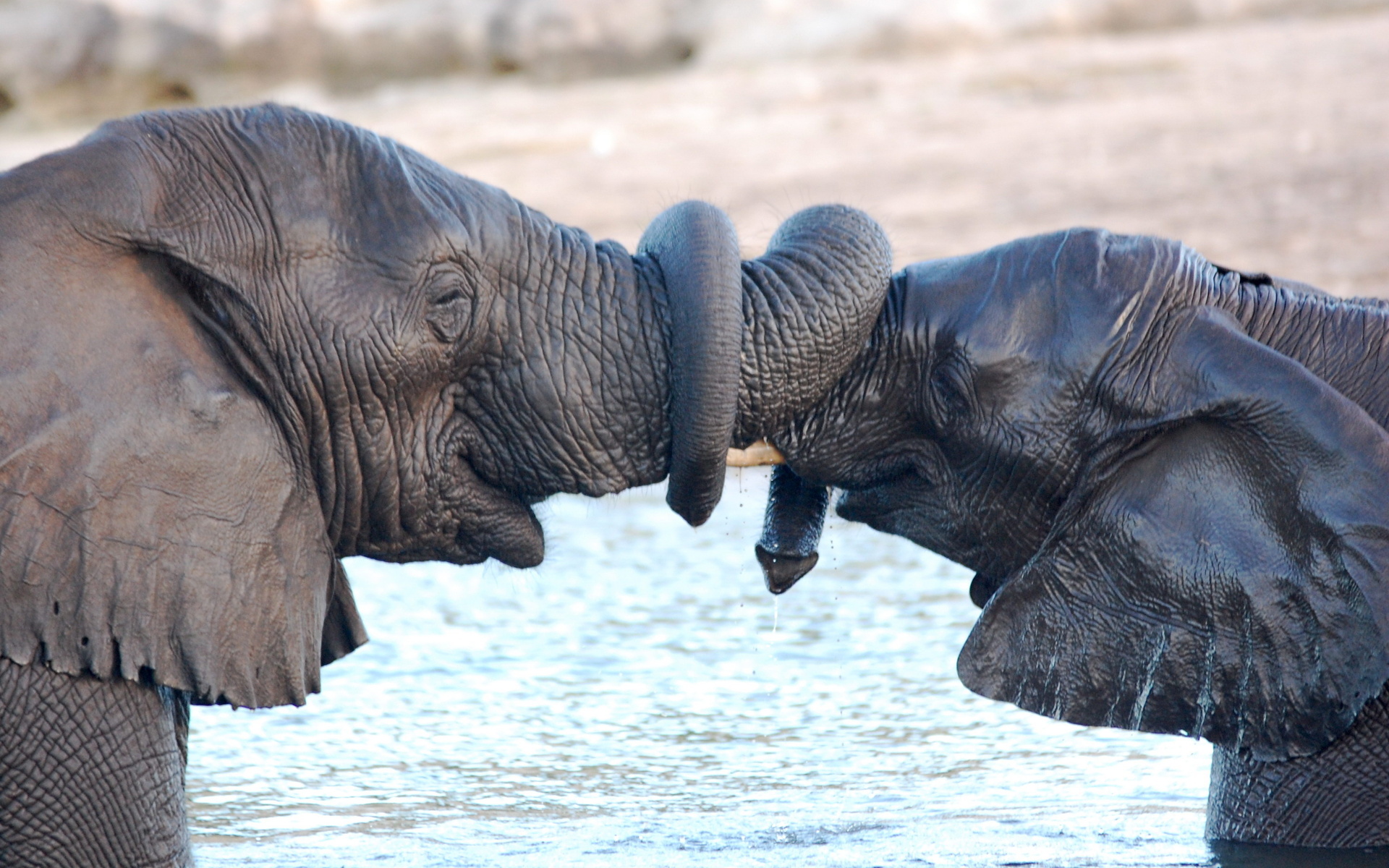 Baixar papel de parede para celular de Elefante Da Savana, Elefantes, Animais gratuito.