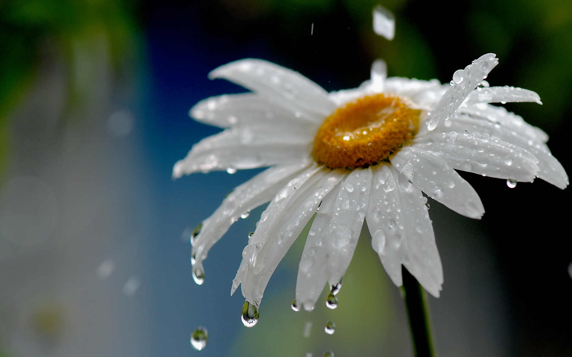 Free download wallpaper Flowers, Earth, Daisy on your PC desktop