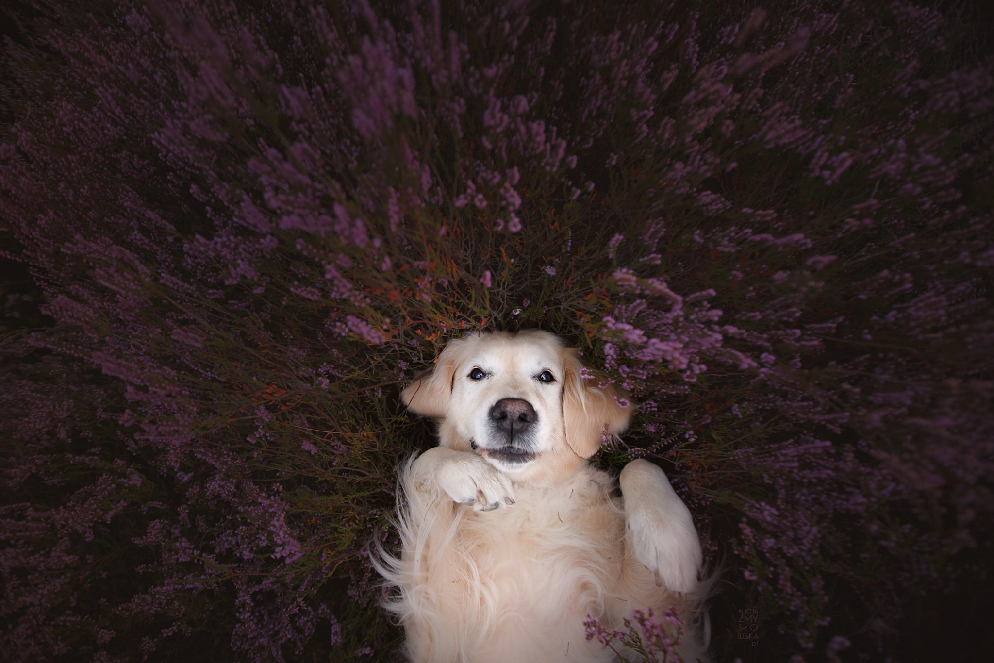 Download mobile wallpaper Dogs, Flower, Dog, Animal, Golden Retriever, Lavender for free.