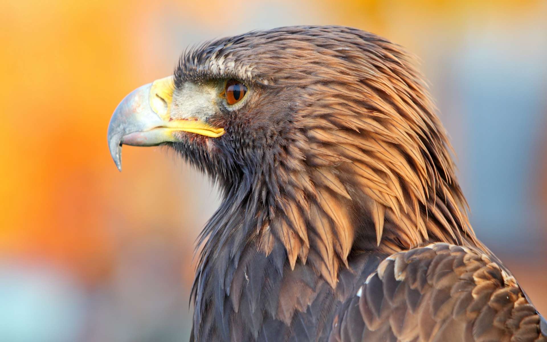 Téléchargez gratuitement l'image Aigle, Des Oiseaux, Animaux sur le bureau de votre PC