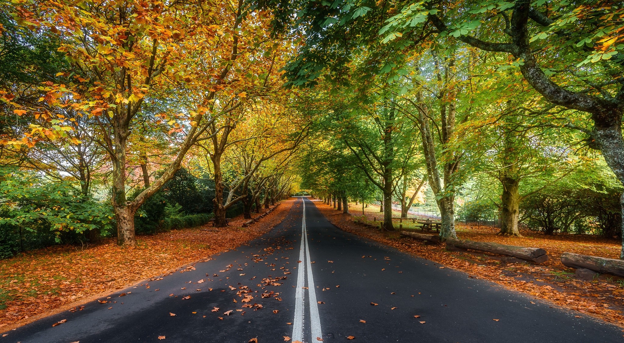 Download mobile wallpaper Road, Tree, Fall, Man Made, Tree Lined for free.