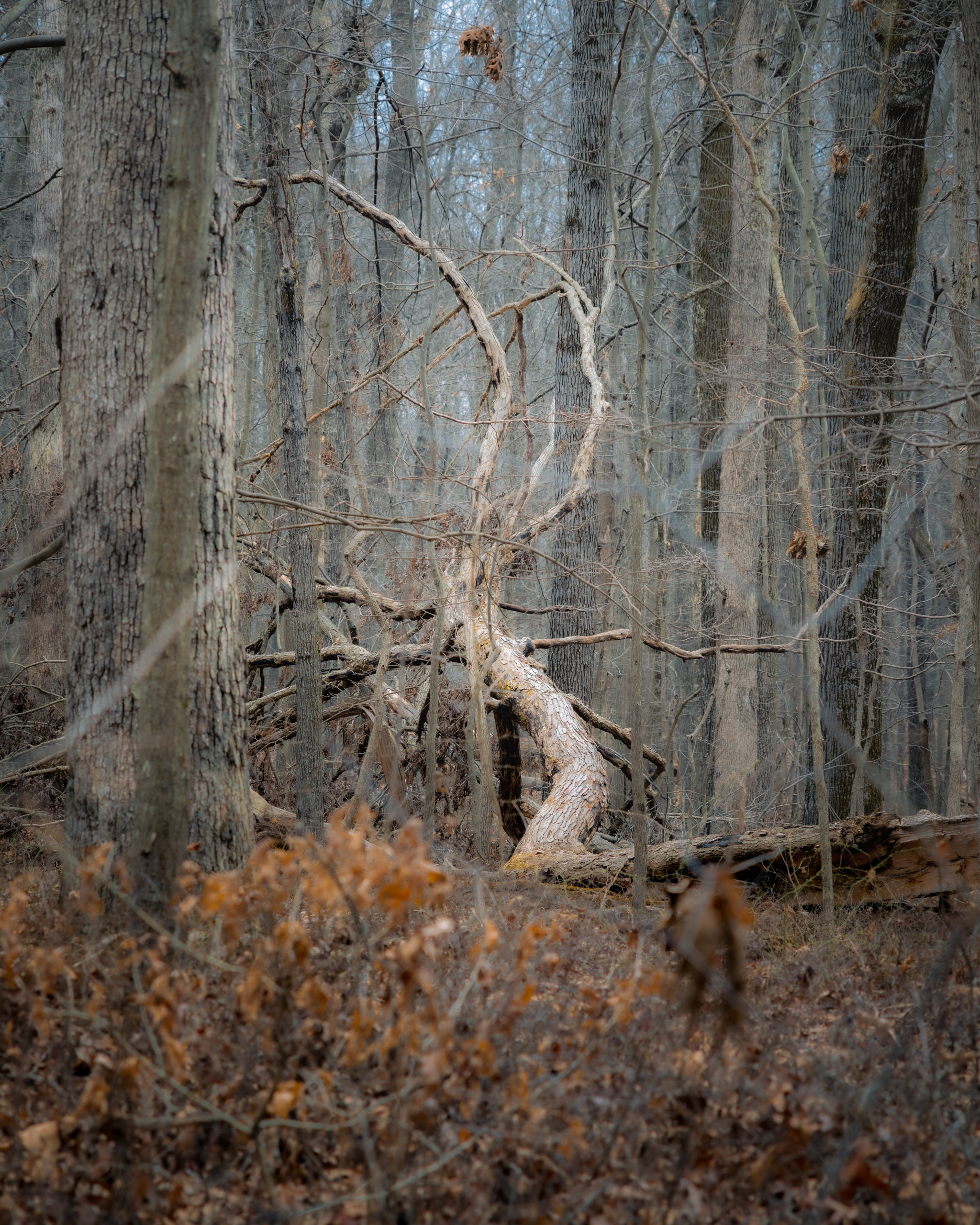 Free download wallpaper Forest, Tree, Nature, Wood on your PC desktop