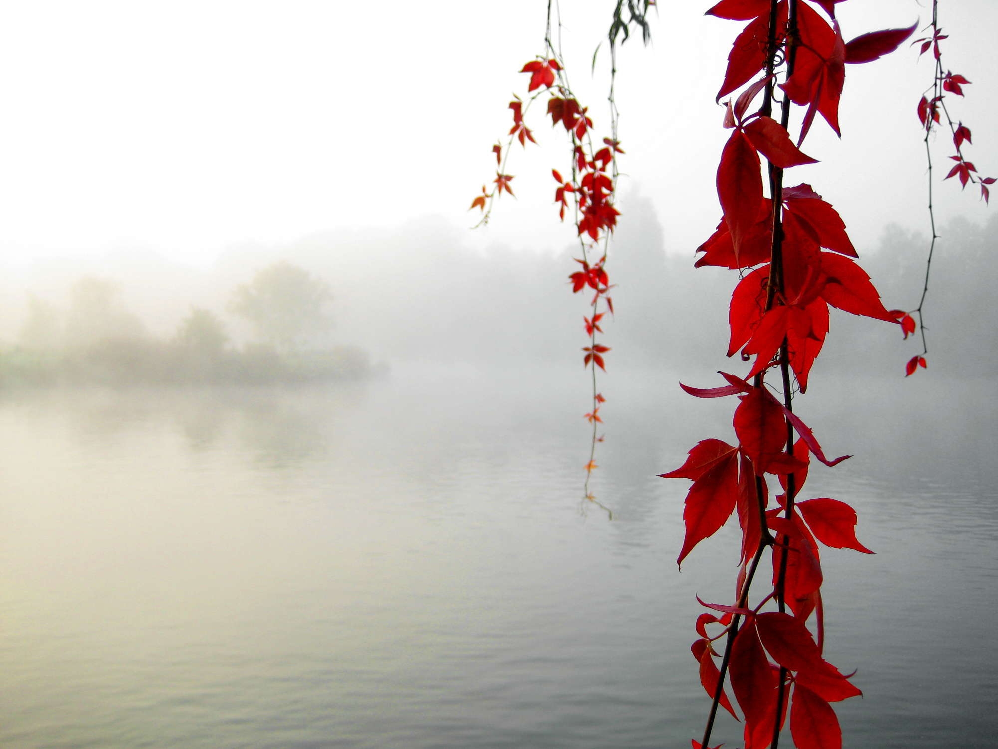 leaves, nature, yellow, lake, branches, haze, serenity