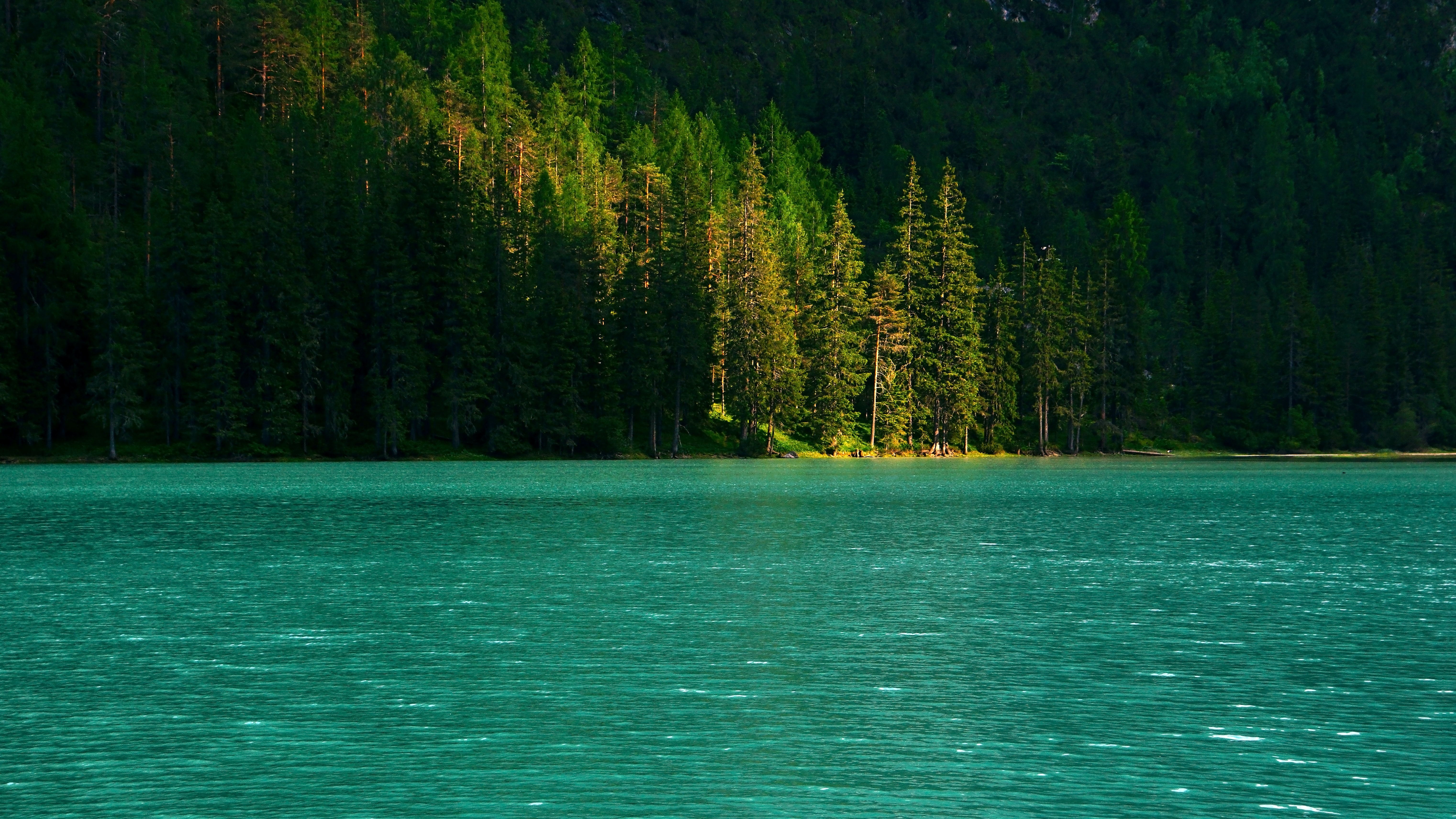 lake, nature, water, trees, glare, spruce, fir phone background