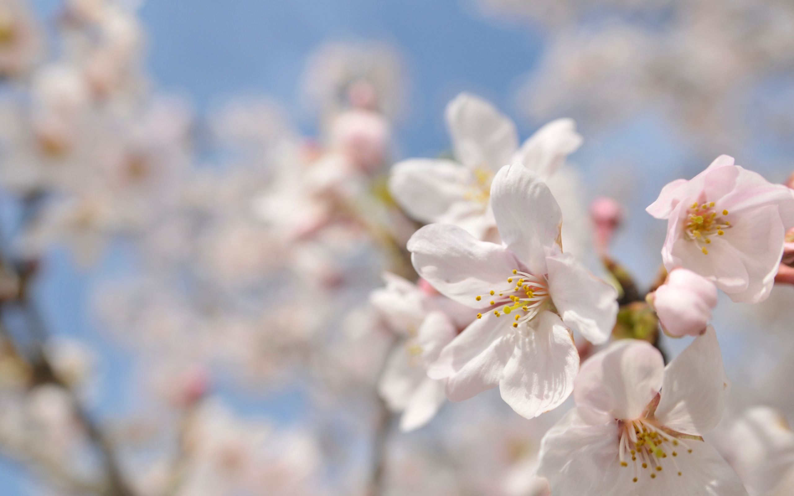 無料モバイル壁紙フラワーズ, 花, 地球をダウンロードします。