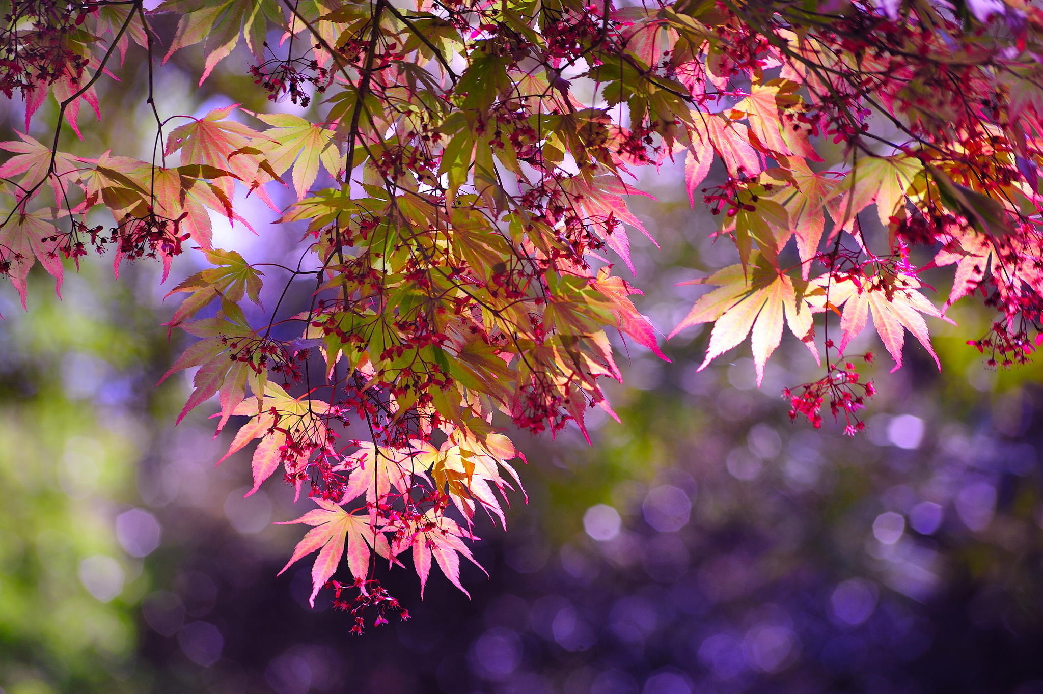 Handy-Wallpaper Natur, Baum, Blatt, Ast, Erde/natur kostenlos herunterladen.