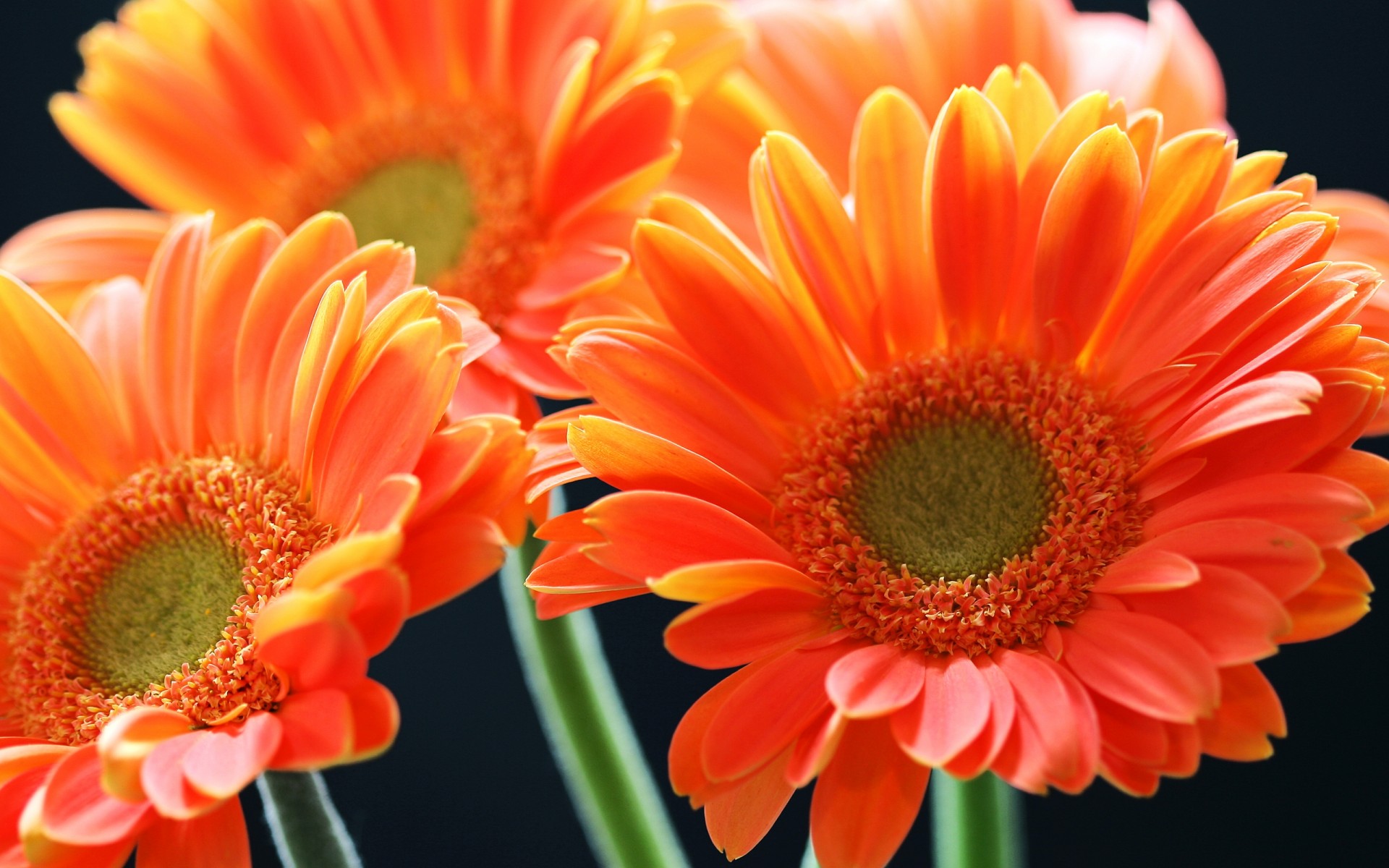 Téléchargez gratuitement l'image Fleurs, Fleur, Gerbera, Terre/nature, Fleur D'oranger sur le bureau de votre PC