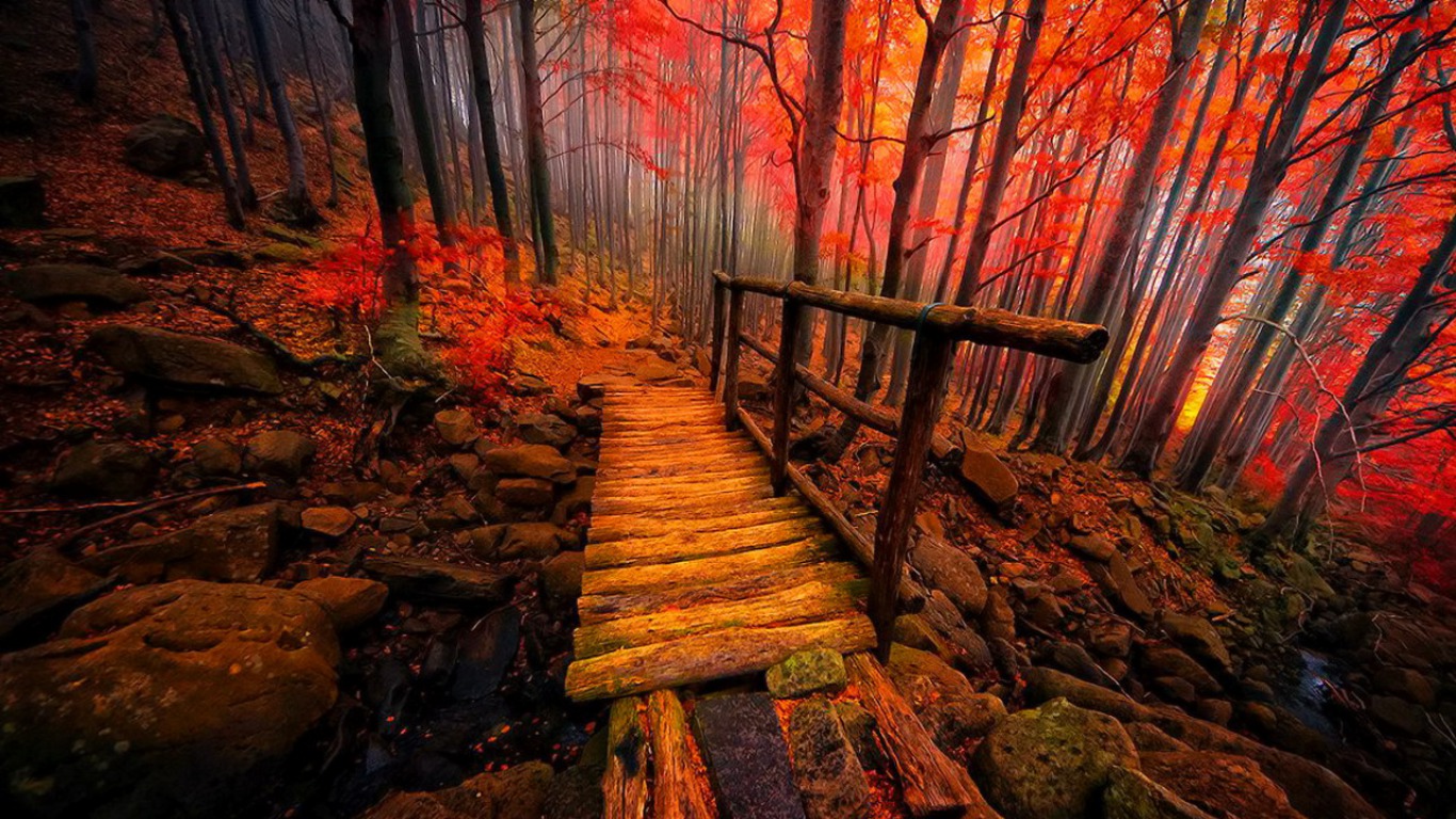 311941 baixar imagens outono, feito pelo homem, ponte, floresta, caminho, pontes - papéis de parede e protetores de tela gratuitamente
