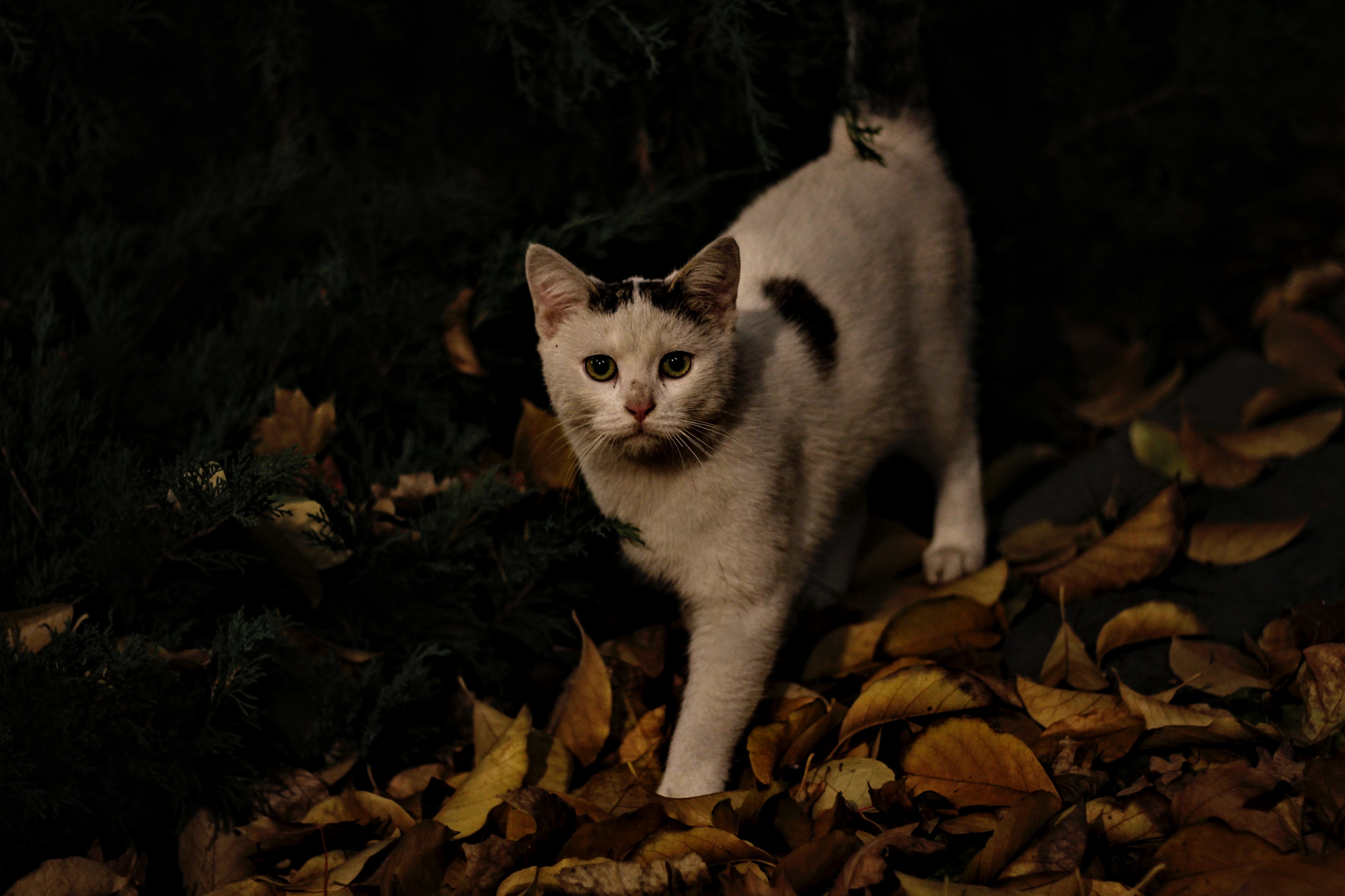 Free download wallpaper Animals, Street, Cat, Autumn on your PC desktop