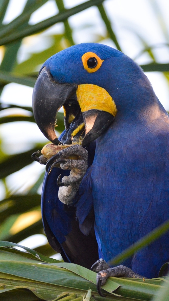 animal, hyacinth macaw, birds 1080p