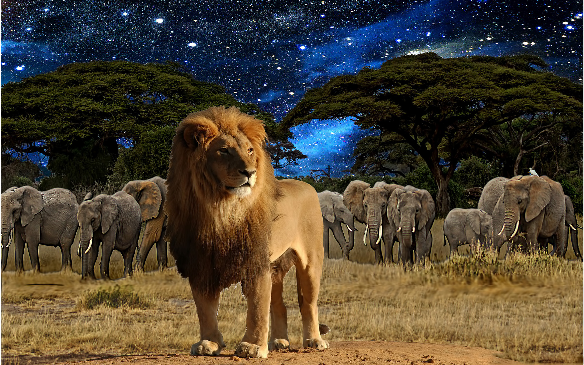 28970 Hintergrundbild herunterladen lions, tiere - Bildschirmschoner und Bilder kostenlos