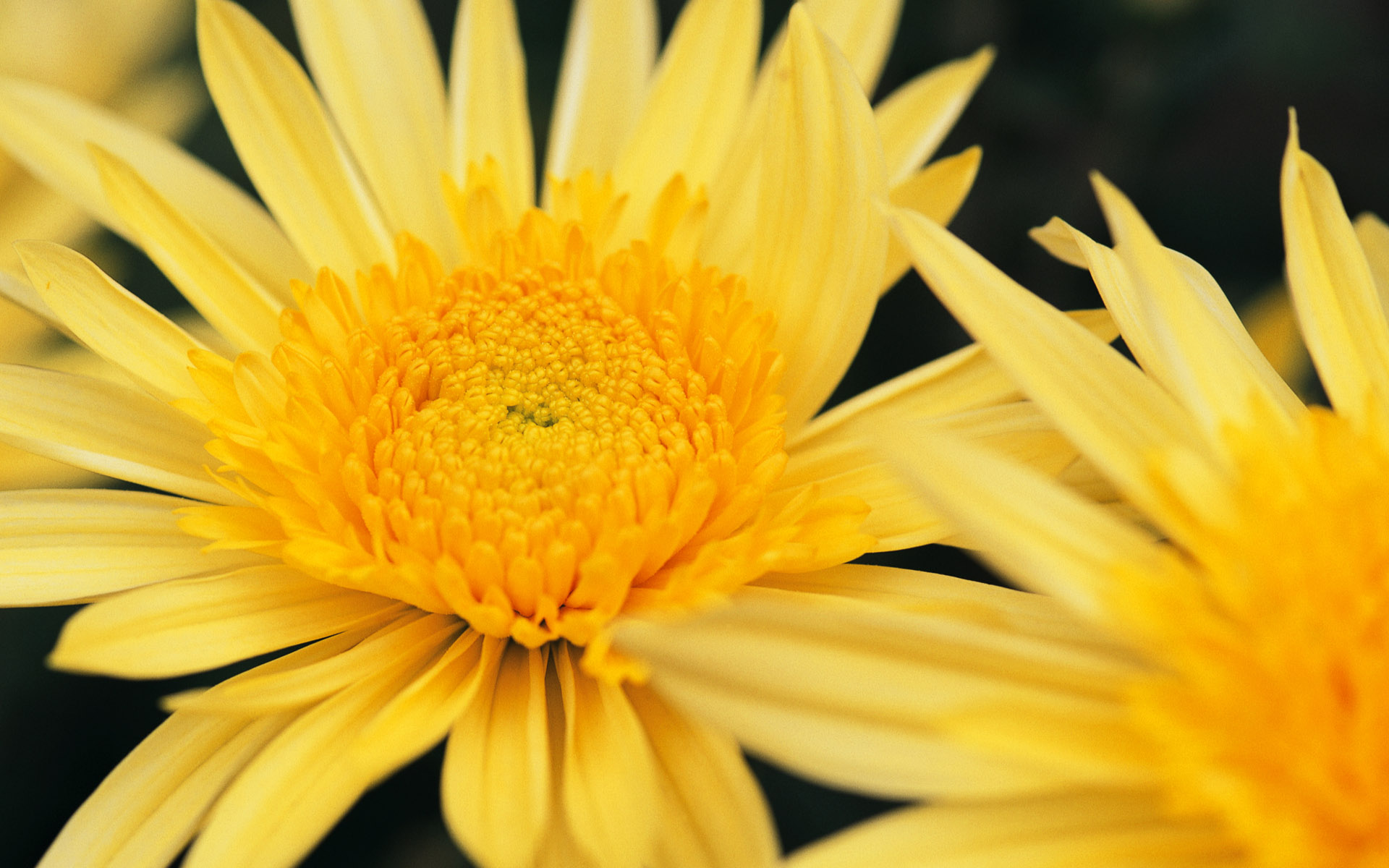 Laden Sie das Blumen, Blume, Erde/natur-Bild kostenlos auf Ihren PC-Desktop herunter