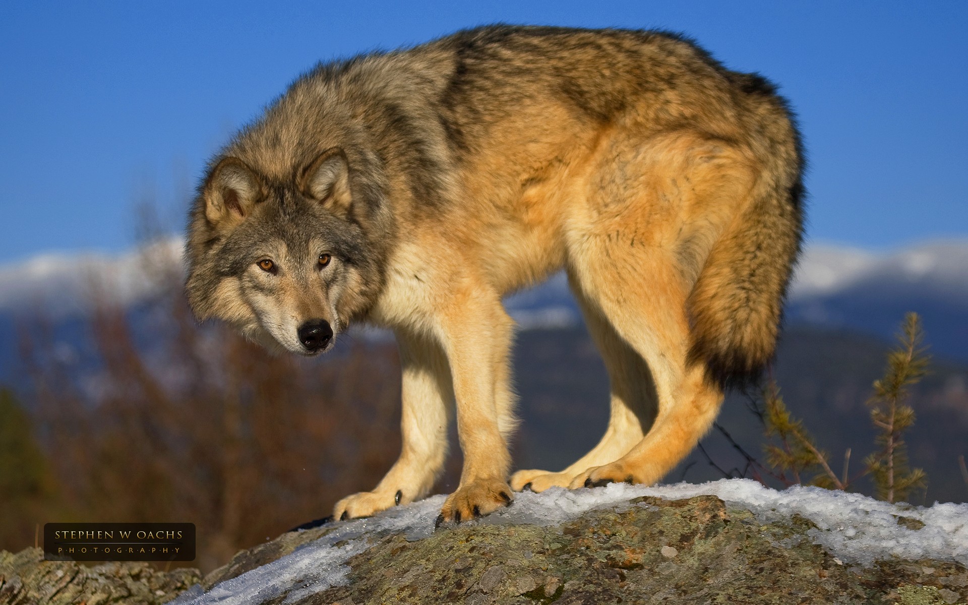 Descarga gratuita de fondo de pantalla para móvil de Wolves, Lobo, Perro, Animales.