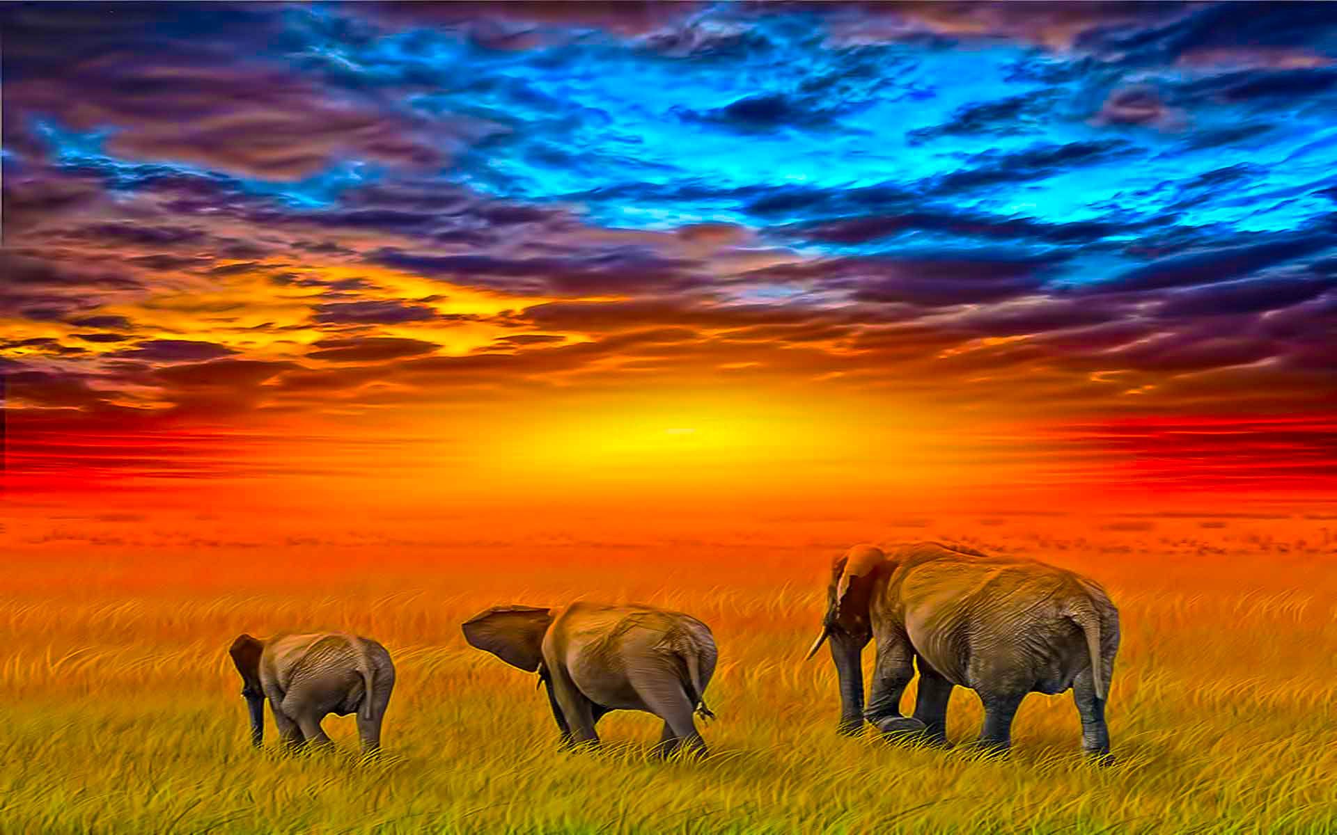 180186 скачать картинку слоны, животные, африканский слон - обои и заставки бесплатно