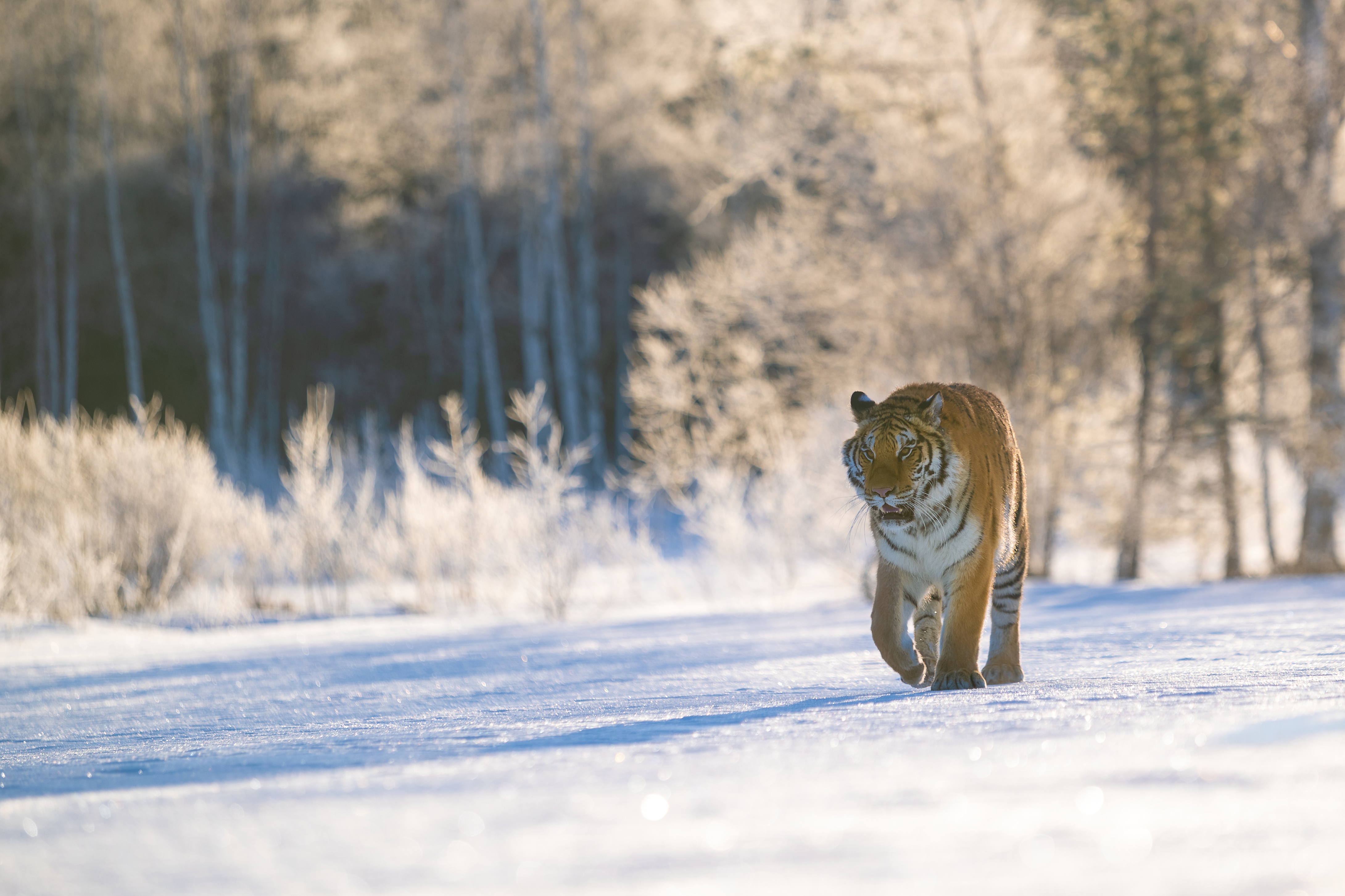 Baixar papel de parede para celular de Animais, Gatos, Neve, Tigre gratuito.