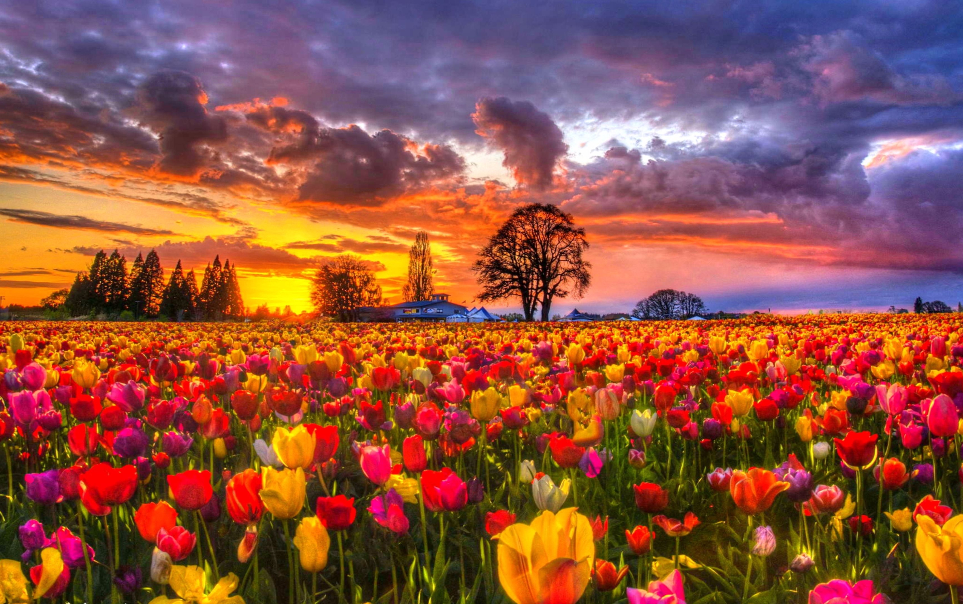 Free download wallpaper Flowers, Sunset, Flower, Tree, Earth, Field, Colors, Colorful, Tulip on your PC desktop