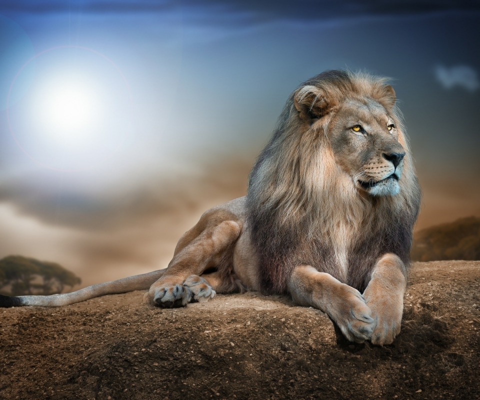 Download mobile wallpaper Lion, Cats, Animal for free.