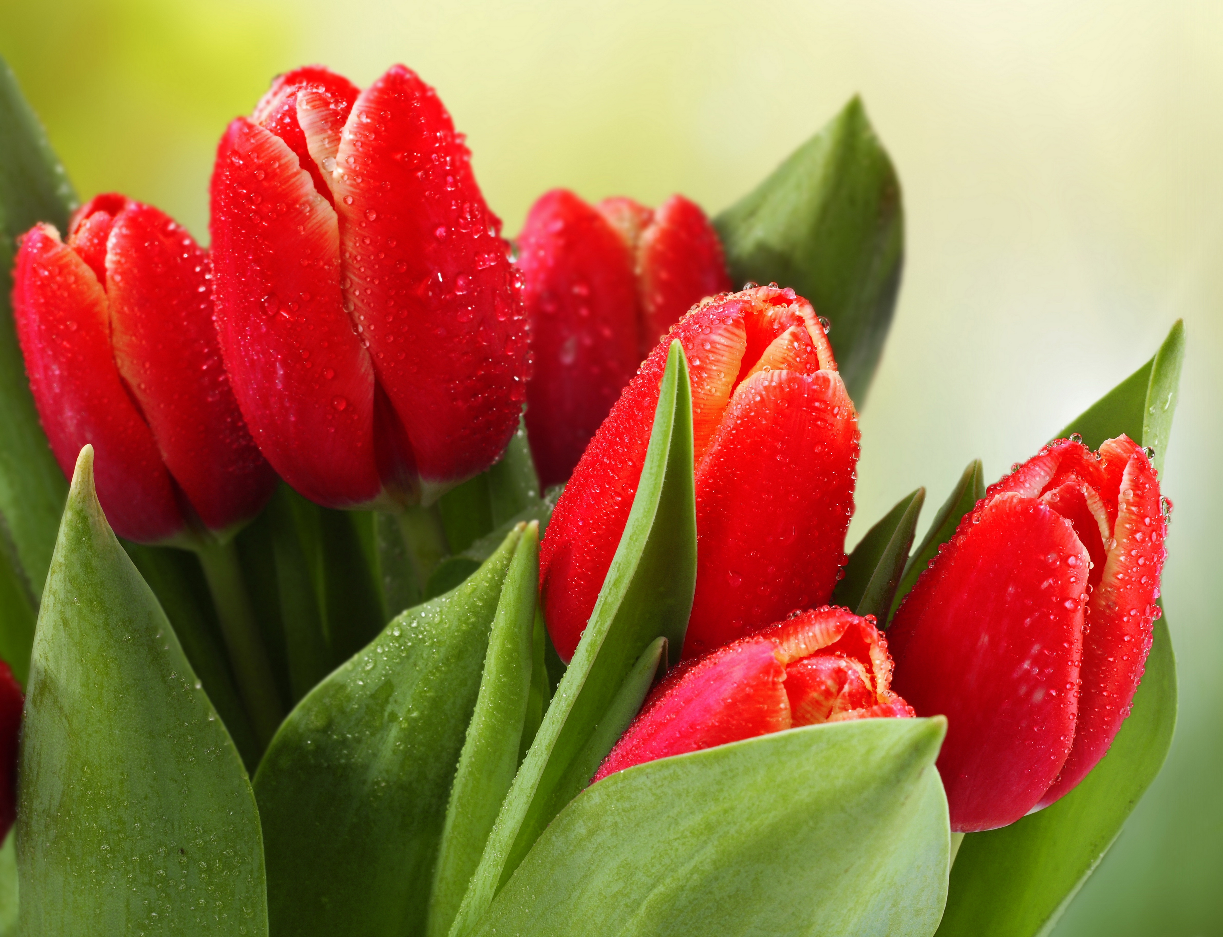 Descarga gratis la imagen Flores, Tulipán, Tierra/naturaleza en el escritorio de tu PC